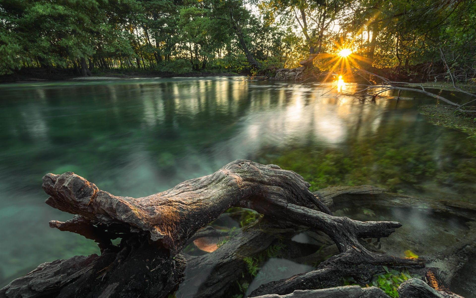 عکس جالب از تنه درخت خاص به شکل تمساح در رودخانه خوشگل 