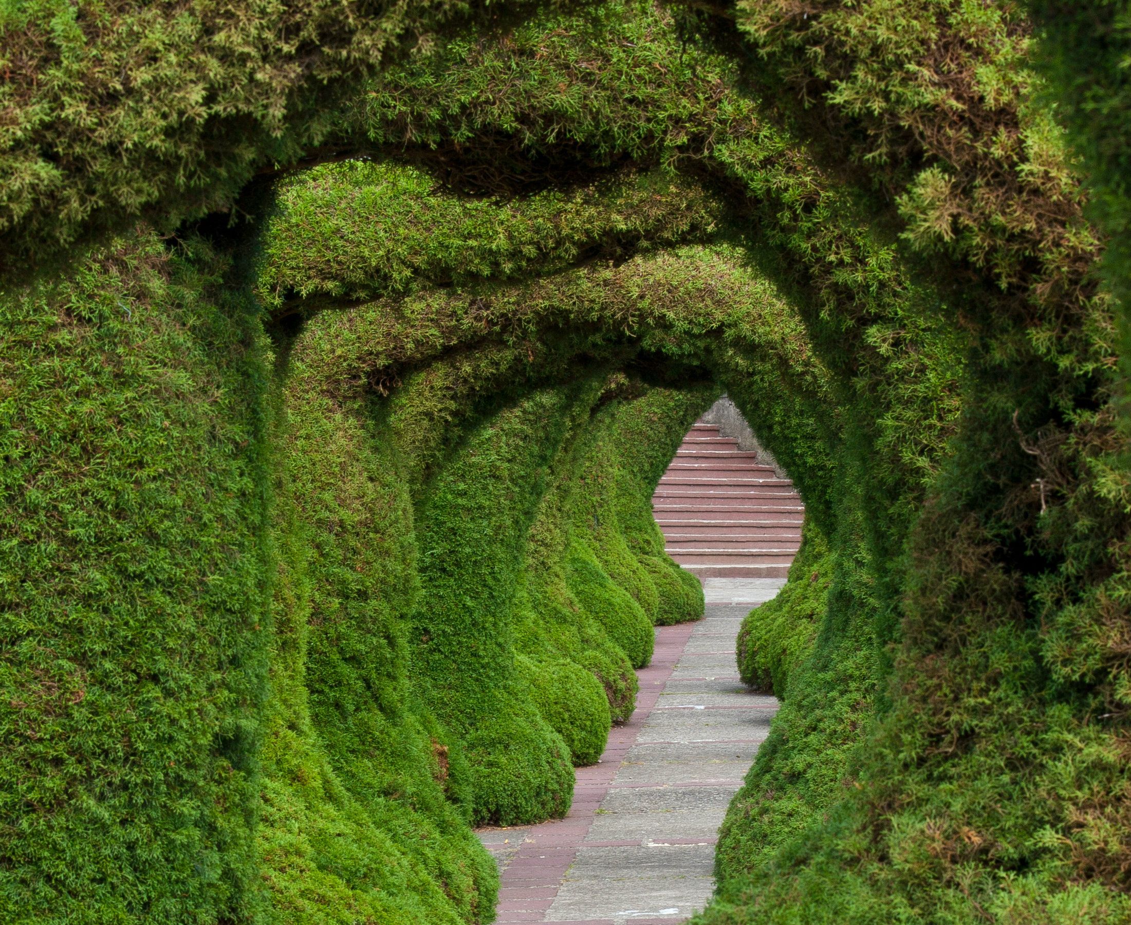 بهترین عکس از تونل سبز گیاهی مخصوص پست و استوری