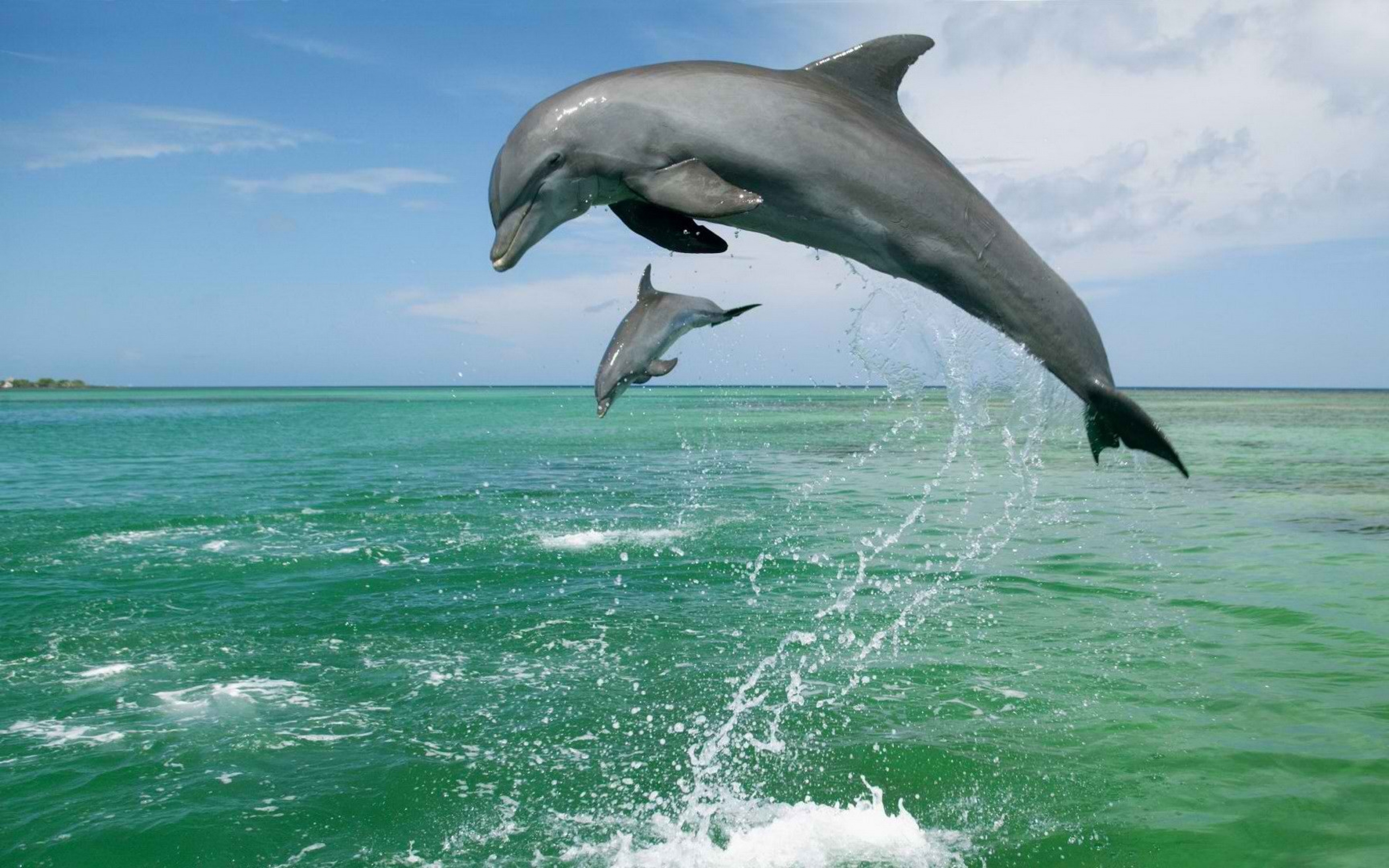 عکس استوک دلفین در حال پریدن از داخل آب مخصوص چاپ و طراحی