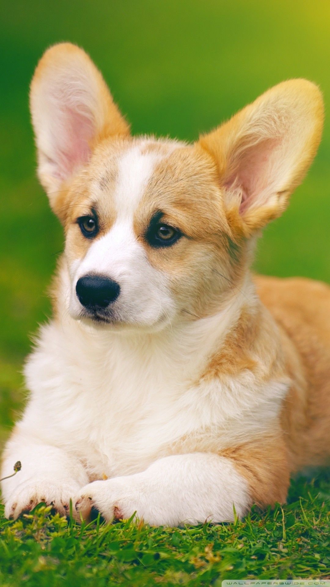 دانلود تصویر HD سگ خوشگل با گوش های بزرگ جالب