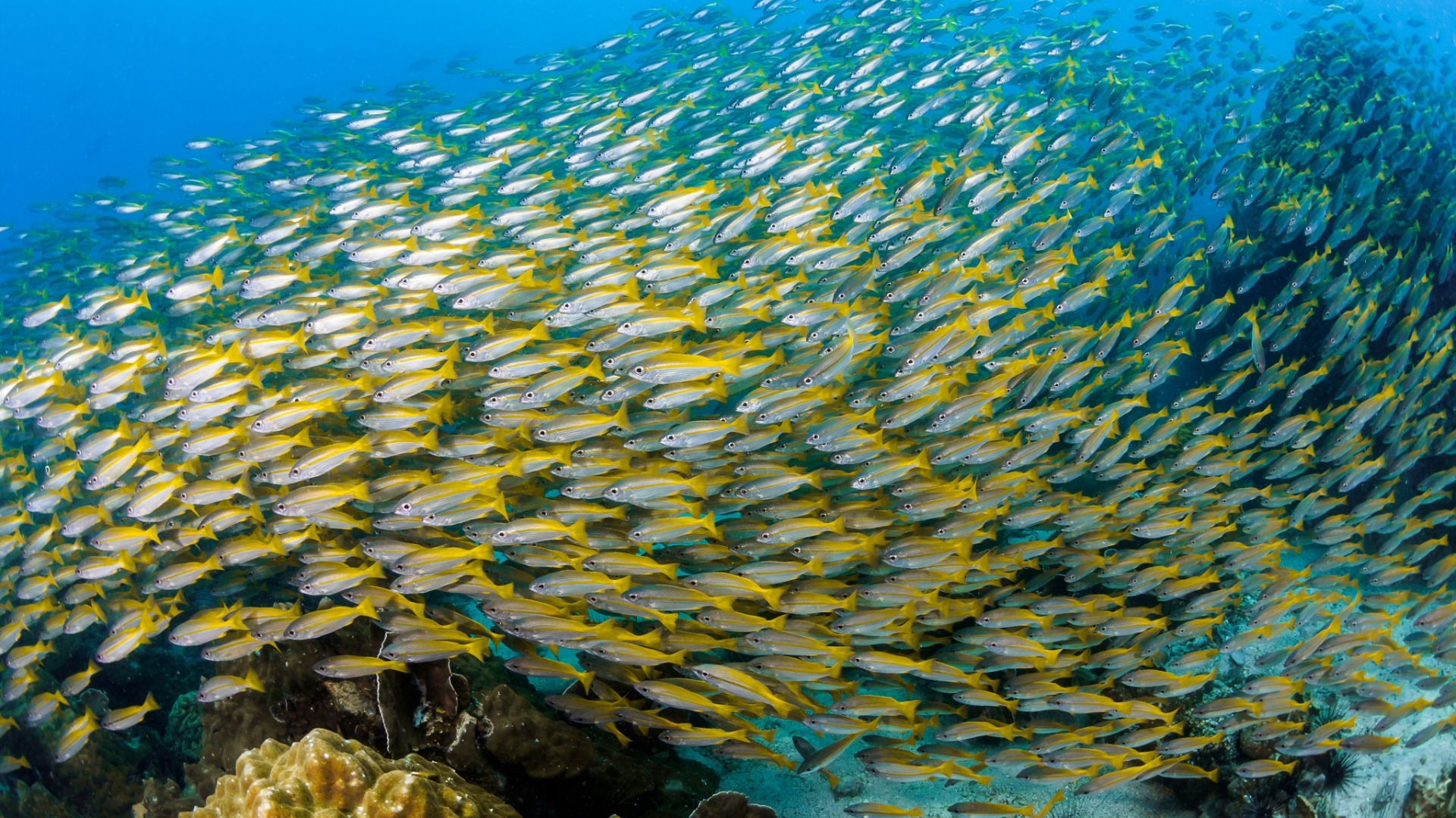 حرکت دسته جمعی ماهی ها در اقیانوس در نمای 4k