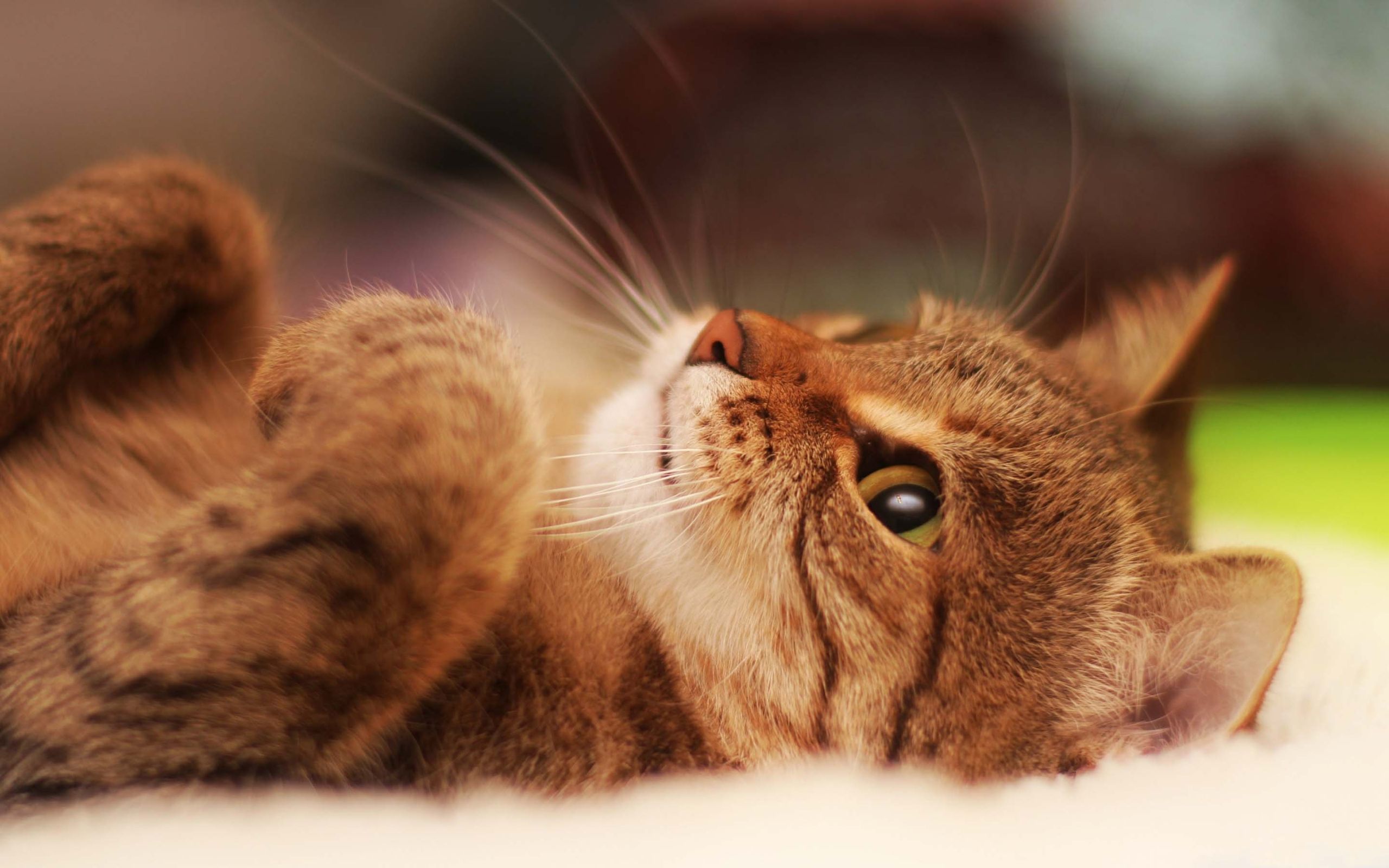 جدیدترین عکس گربه کوچولو دراز کشیده با کیفیت 8K 