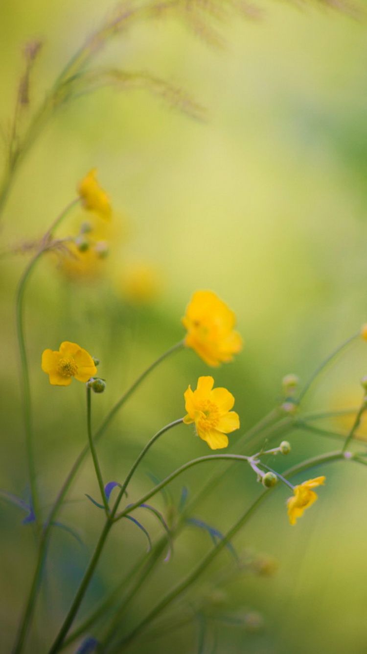 عکس هنری Full HD با طرح گل زرد بهاری برای پست