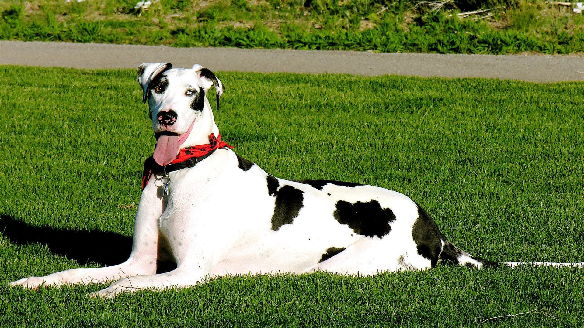 تصویر تماشایی سگ دالماسین سیاه سفید برای اینستاگرام 