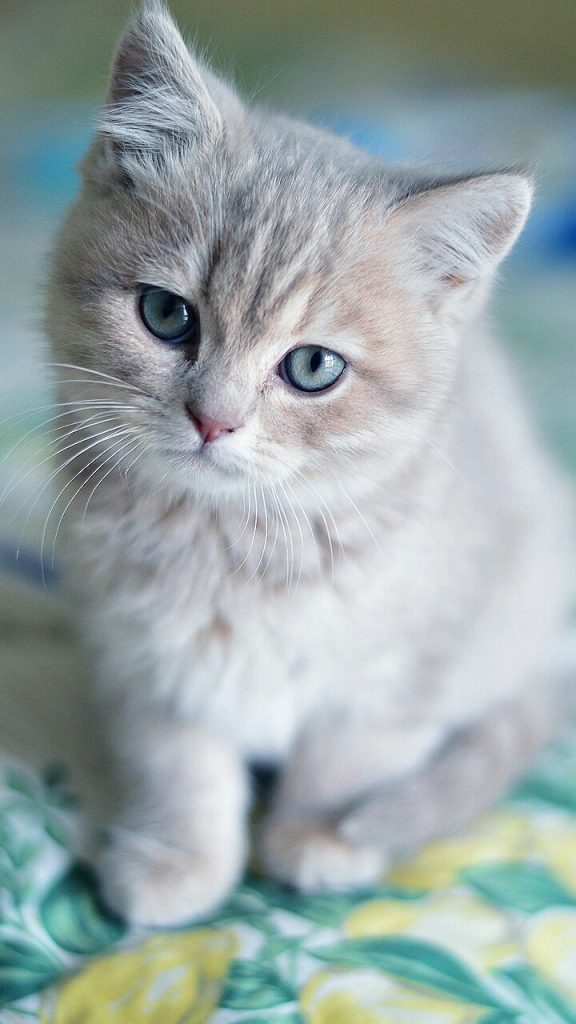 دانلود تصویر زمینه شیائومی با طرح بچه گربه ملوس خاکستری