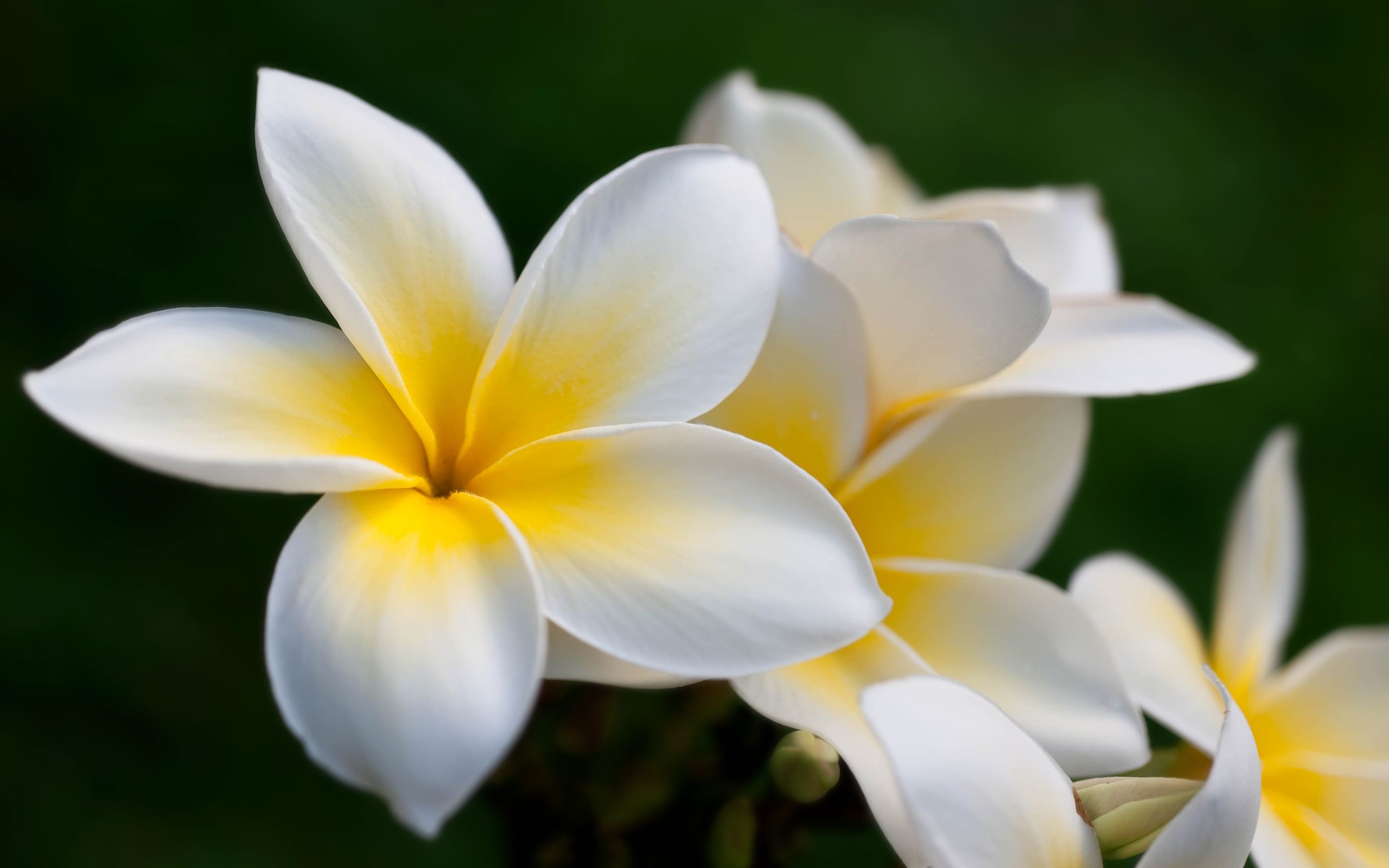پوستر زیبای گل پلومریا سفید مناسب گلفروشی 1402