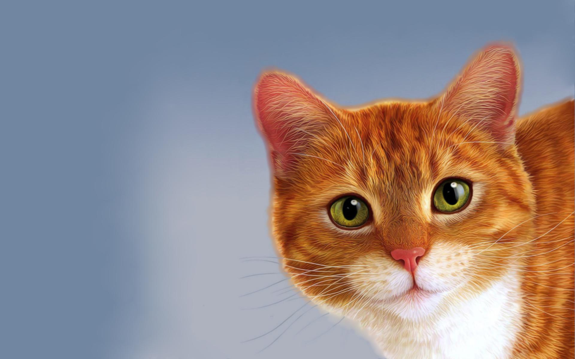 دانلود Background گربه نارنجی با چشمان سبز