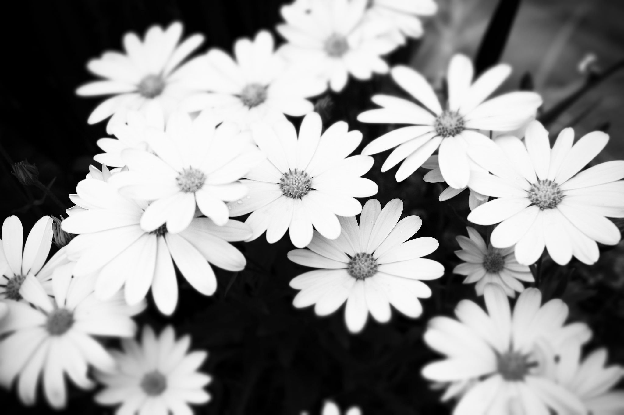 عکس بک گراند گل های سفید با کیفیت hd