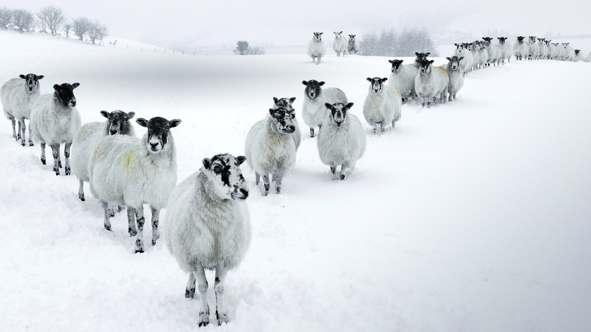عکس با کیفیت گله گوسفند در فصل زمستان با کیفیت 4k
