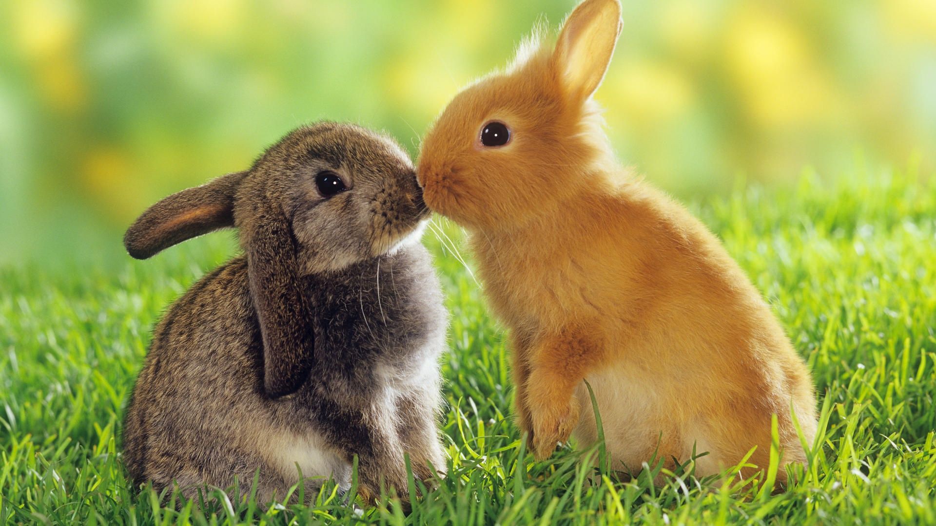 پروفایل عاشقانه جدید با طرح بوسه دو خرگوش در بهار