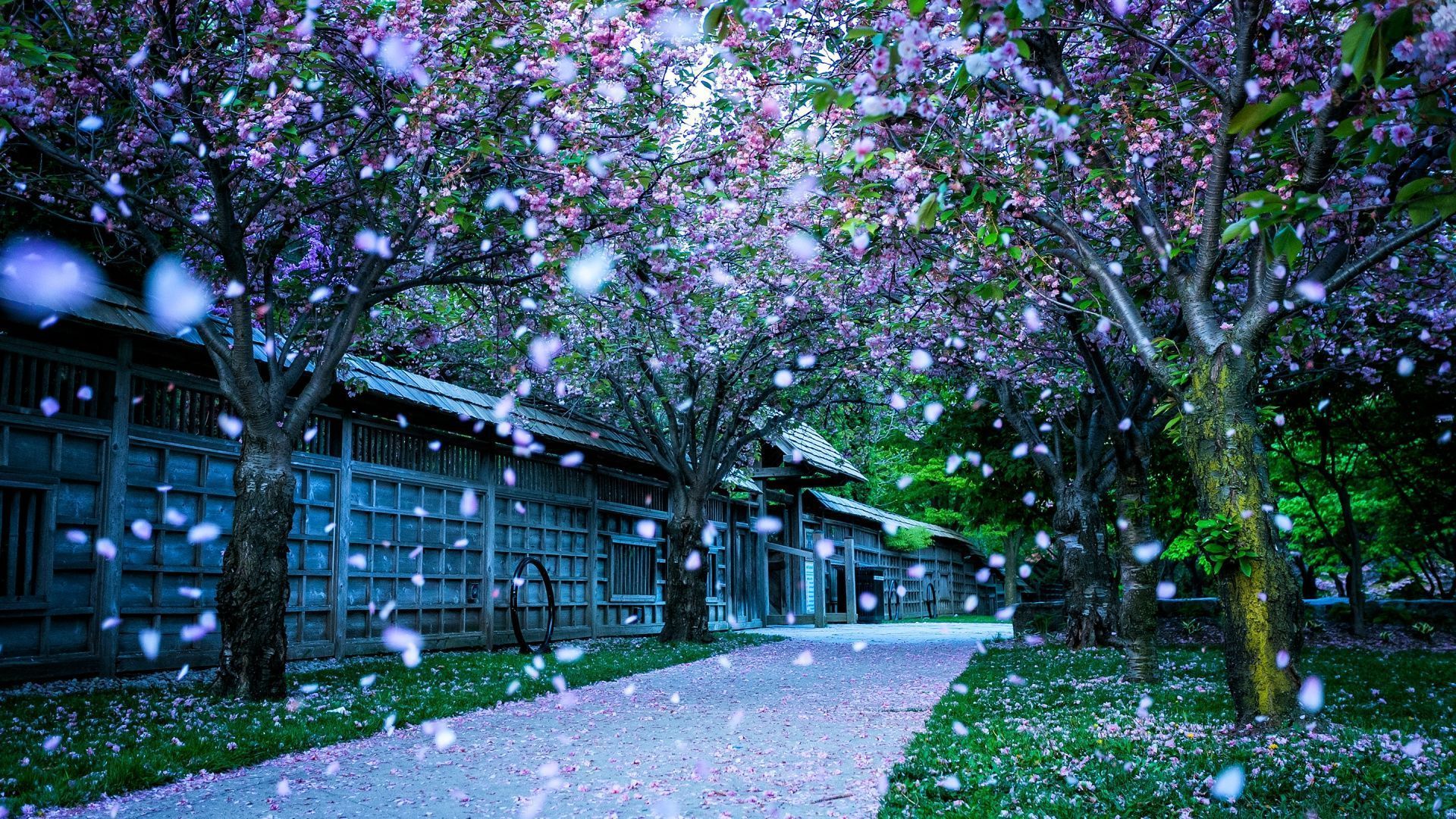 طبیعت ملیح خوشگل بهاری کره به عنوان Wallpaper
