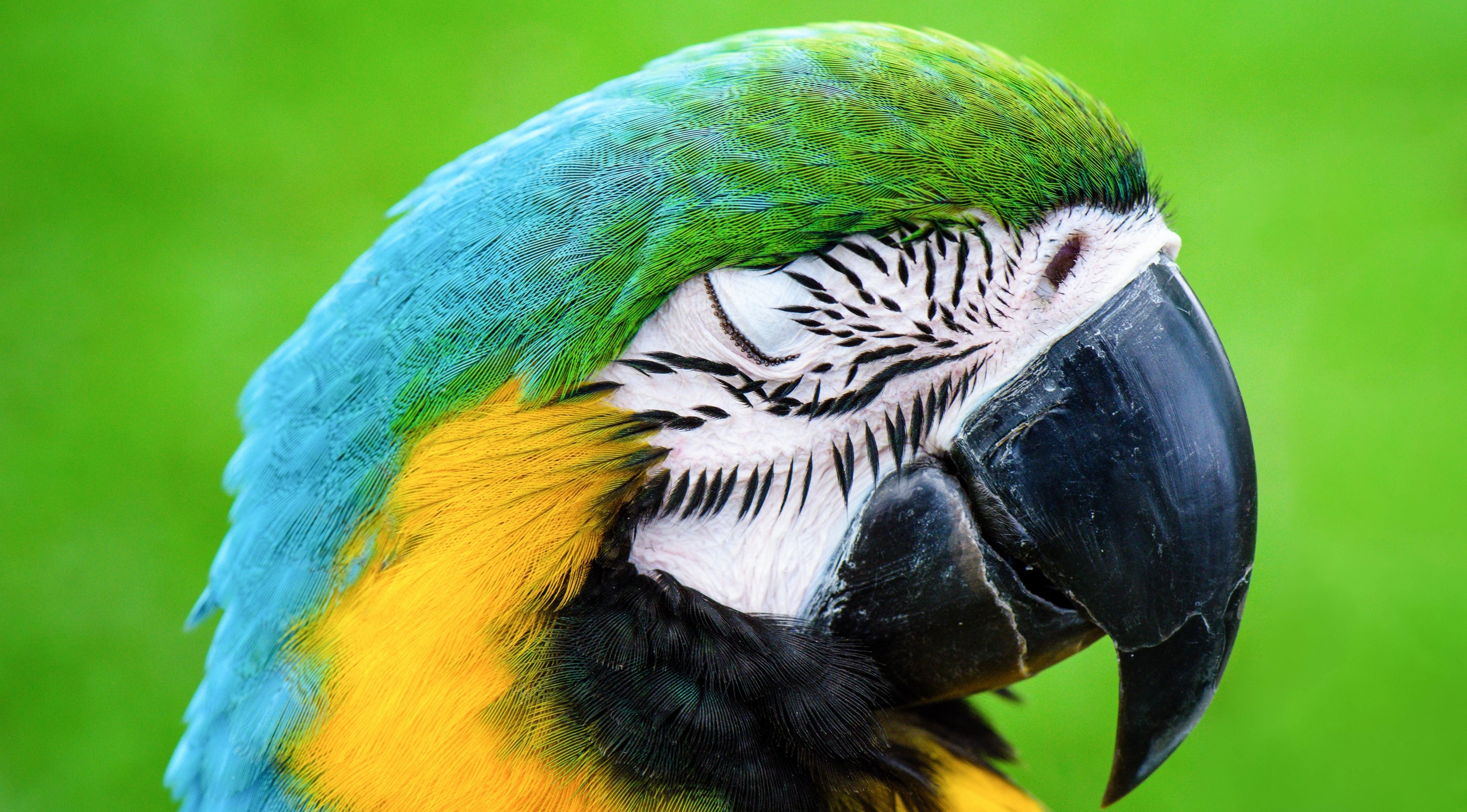 عکس از نزدیک سر طوطی ماکائو به رنگ سبز آبی زرد بسیار تماشایی