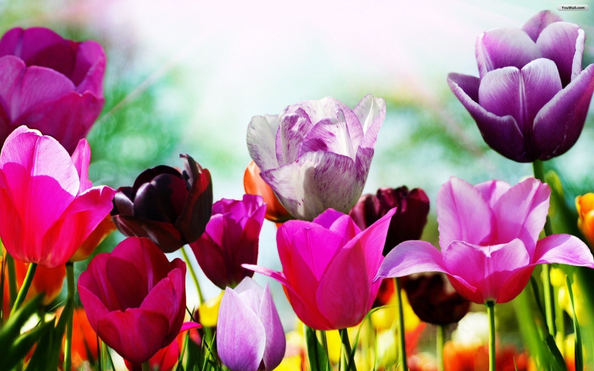 والپیپر گلهای رنگارنگ بهاری