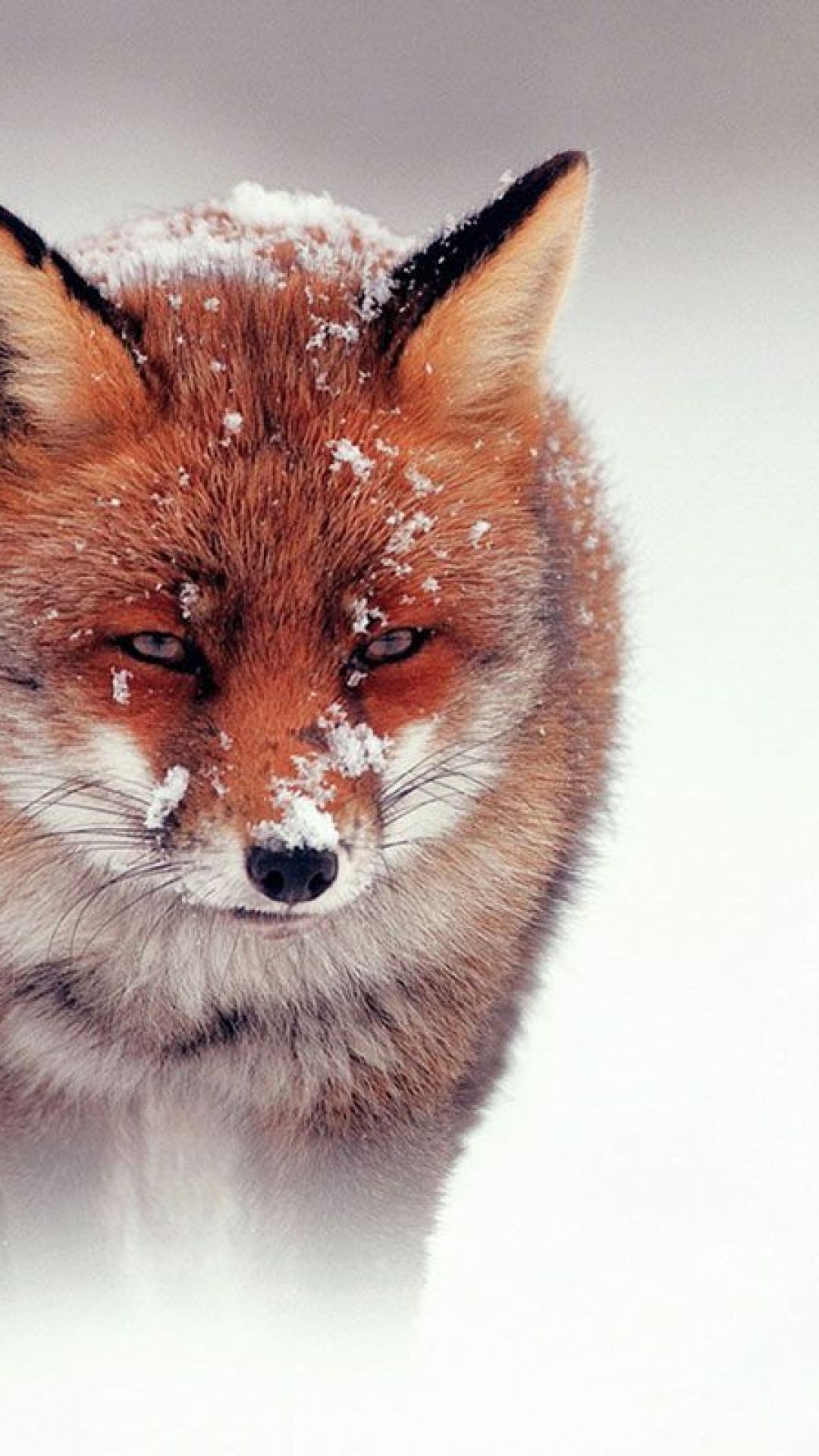 والپبپر 4K روباه در برف