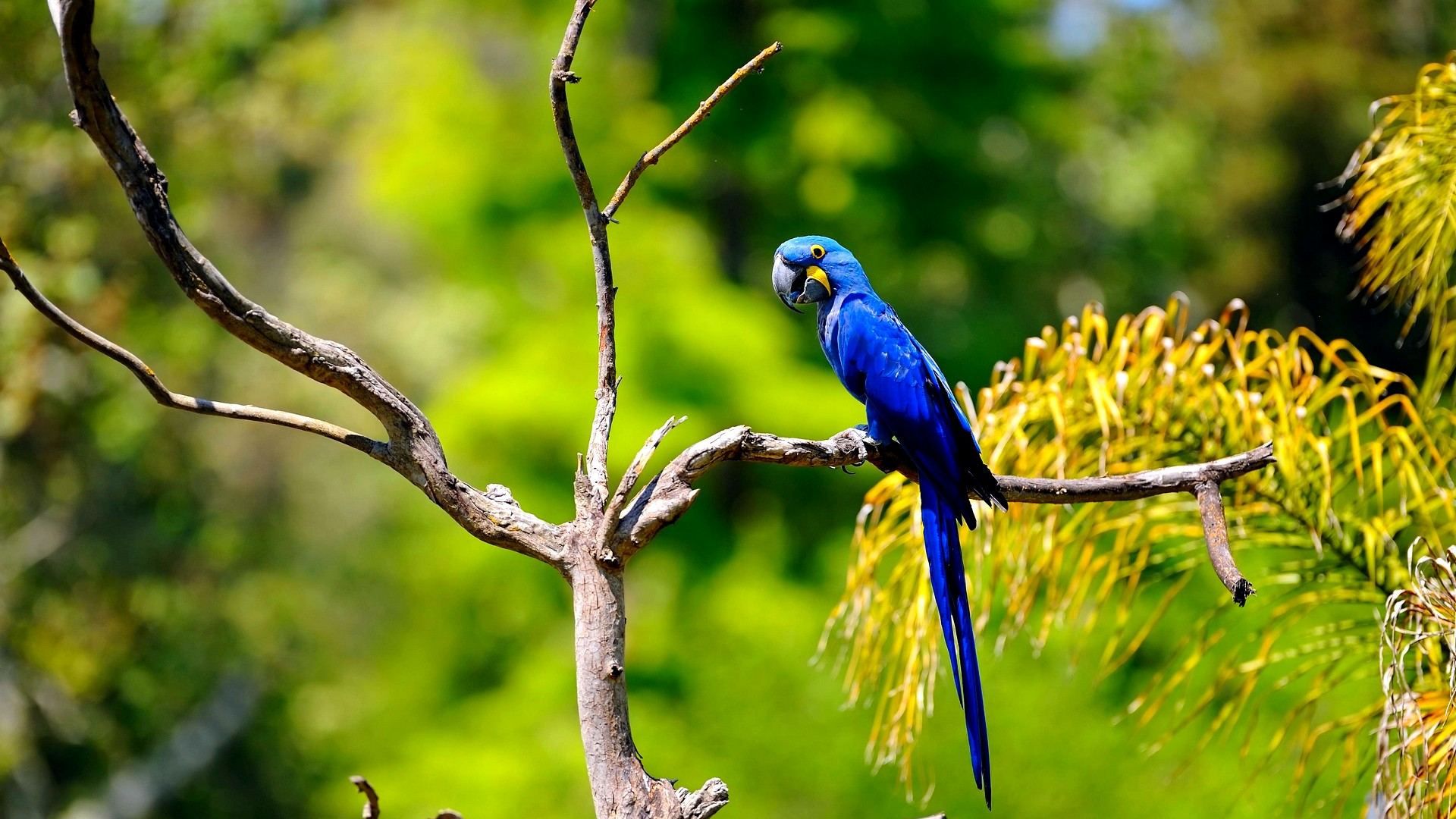 تازه ترین تصویر طوطی ماکائو آبی بر شاخه درخت با کیفیت Full HD