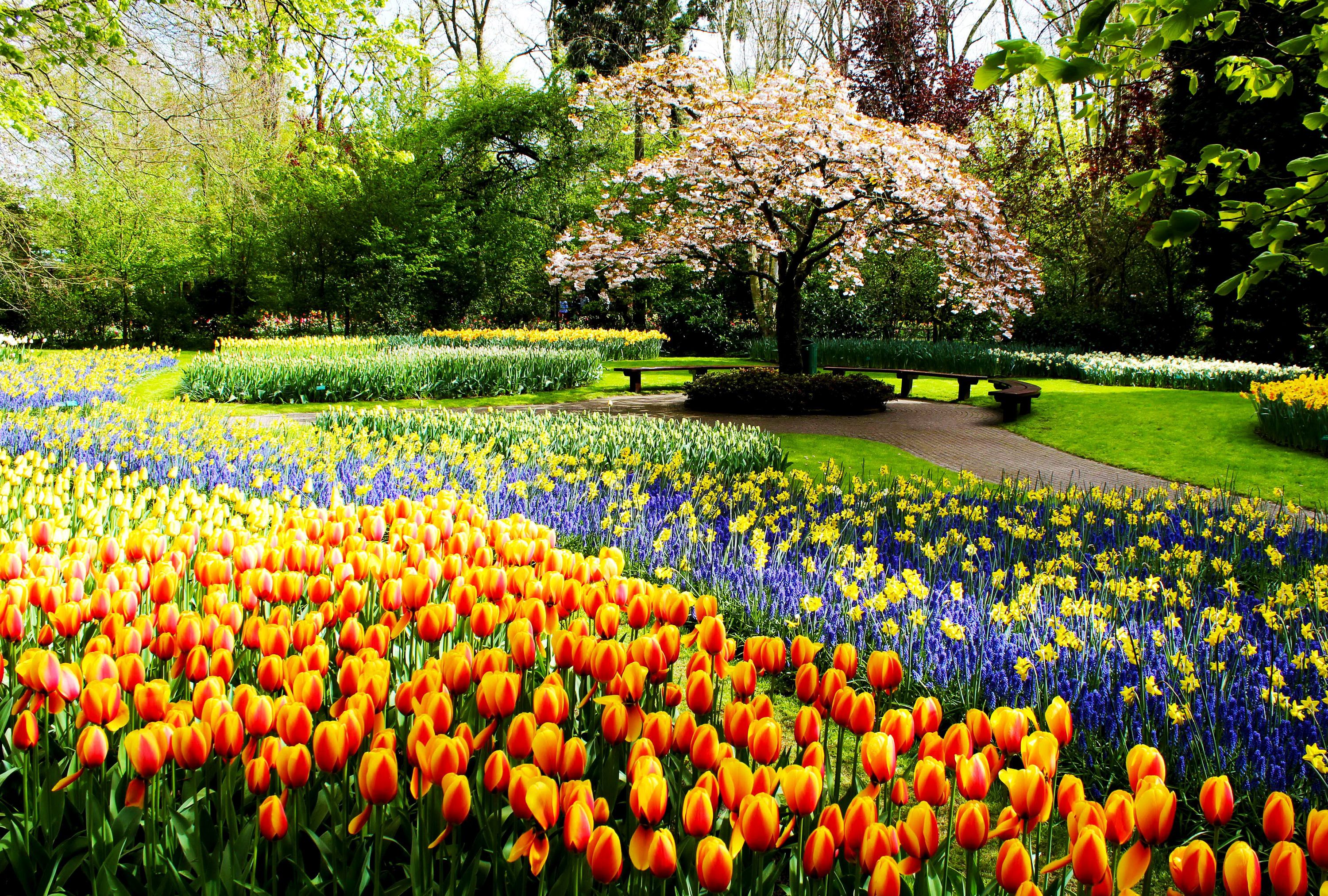 تصویر باغ گل بهاری هزار رنگ در پارک برای پست اینستاگرام 