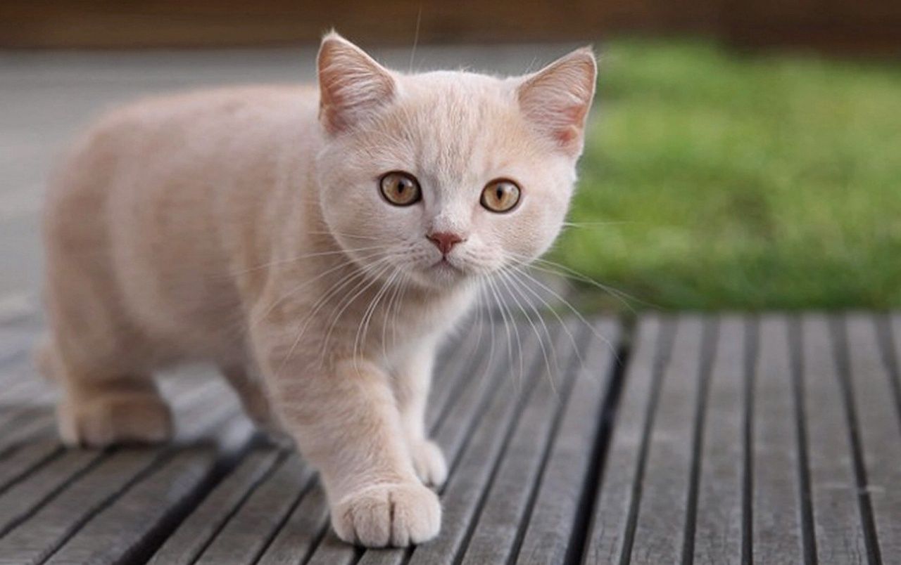 تصویر HD گربه کوچک با چشمان زیبا برای پروفایل