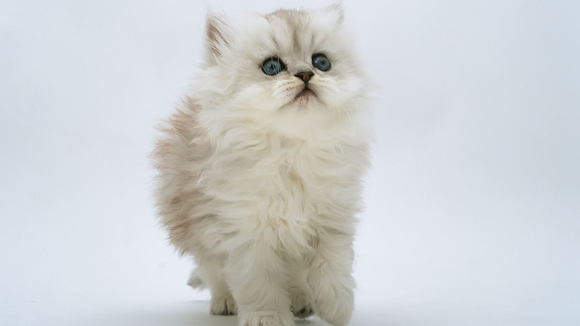 والپیپر گربه پرشین سفید با چشم آبی قشنگ 2023