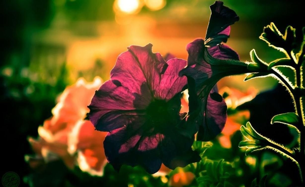 رویش گل جذاب صورتی در فصل بهار با کیفیت 8k