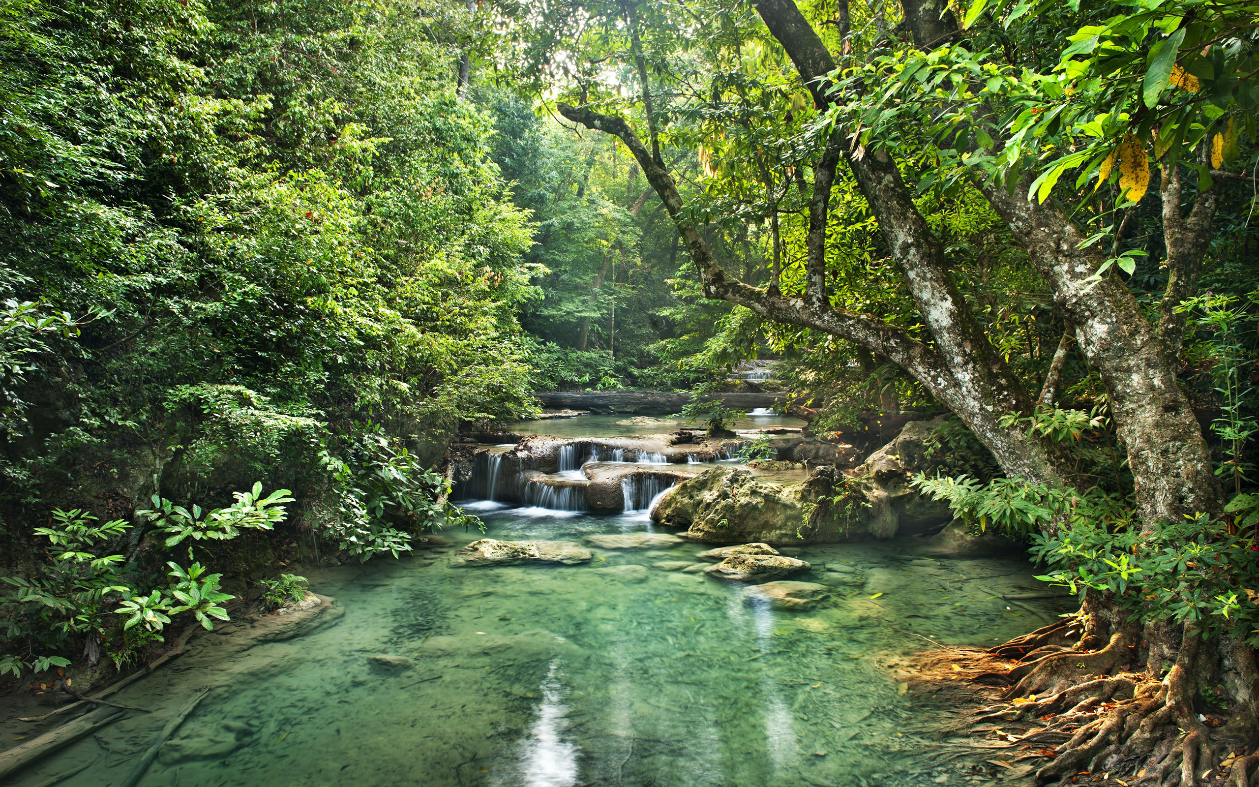 تصویر Full HD رودخانه پرآب و جنگل برای چاپ پوستر 