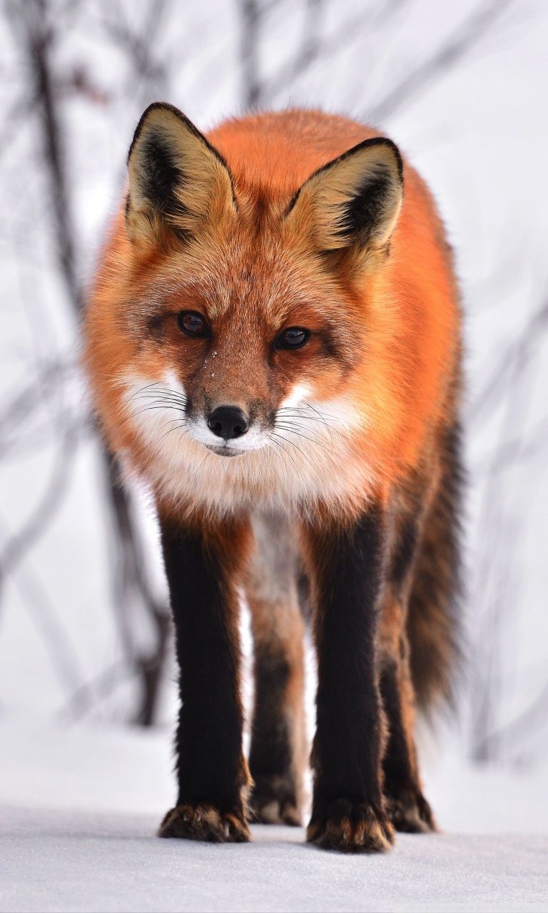 تصویر زمینه روباه در زمستان