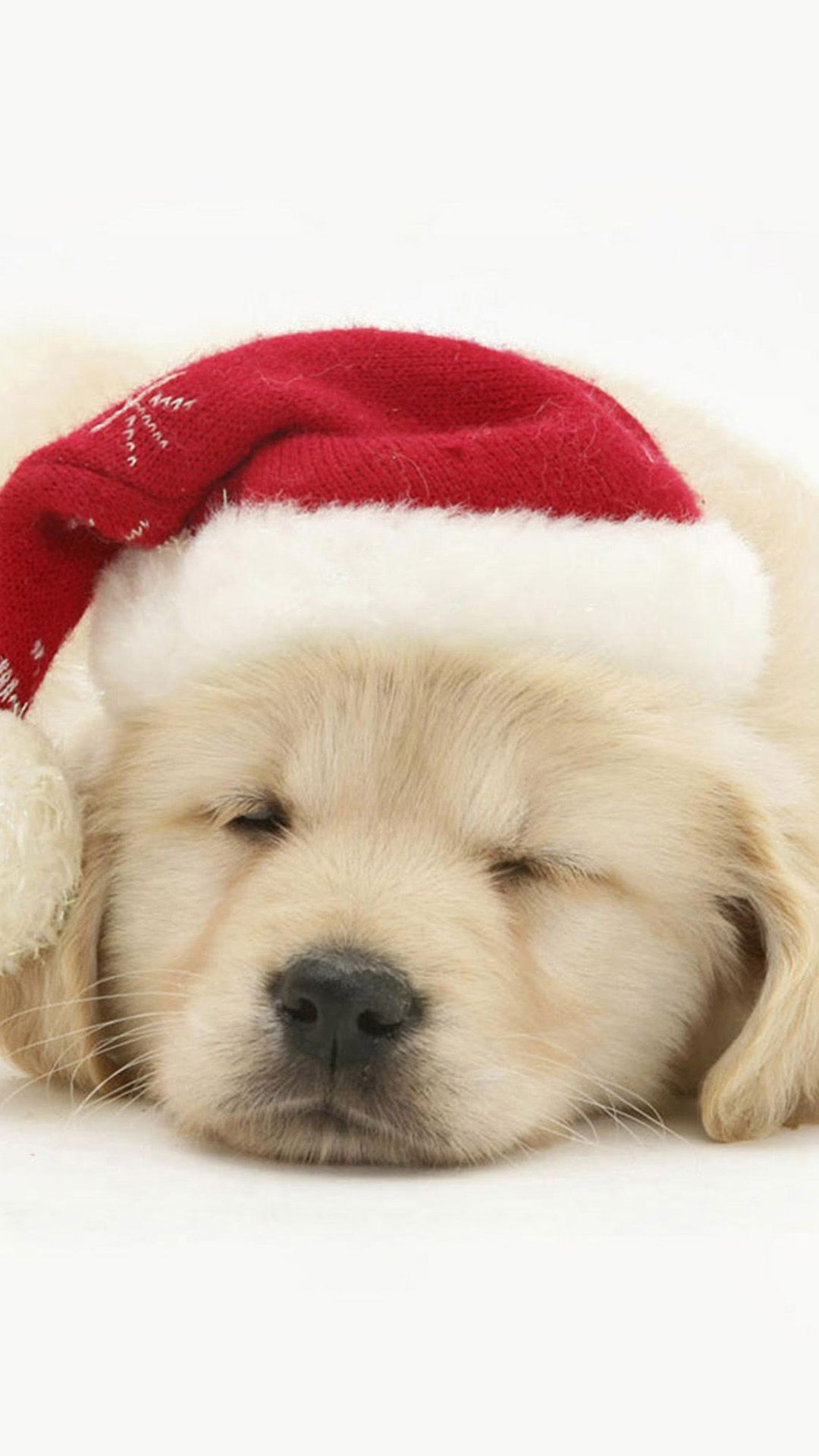 پس زمینه رویایی لپتاپ از سگ خوابیده با کلاه کریسمس