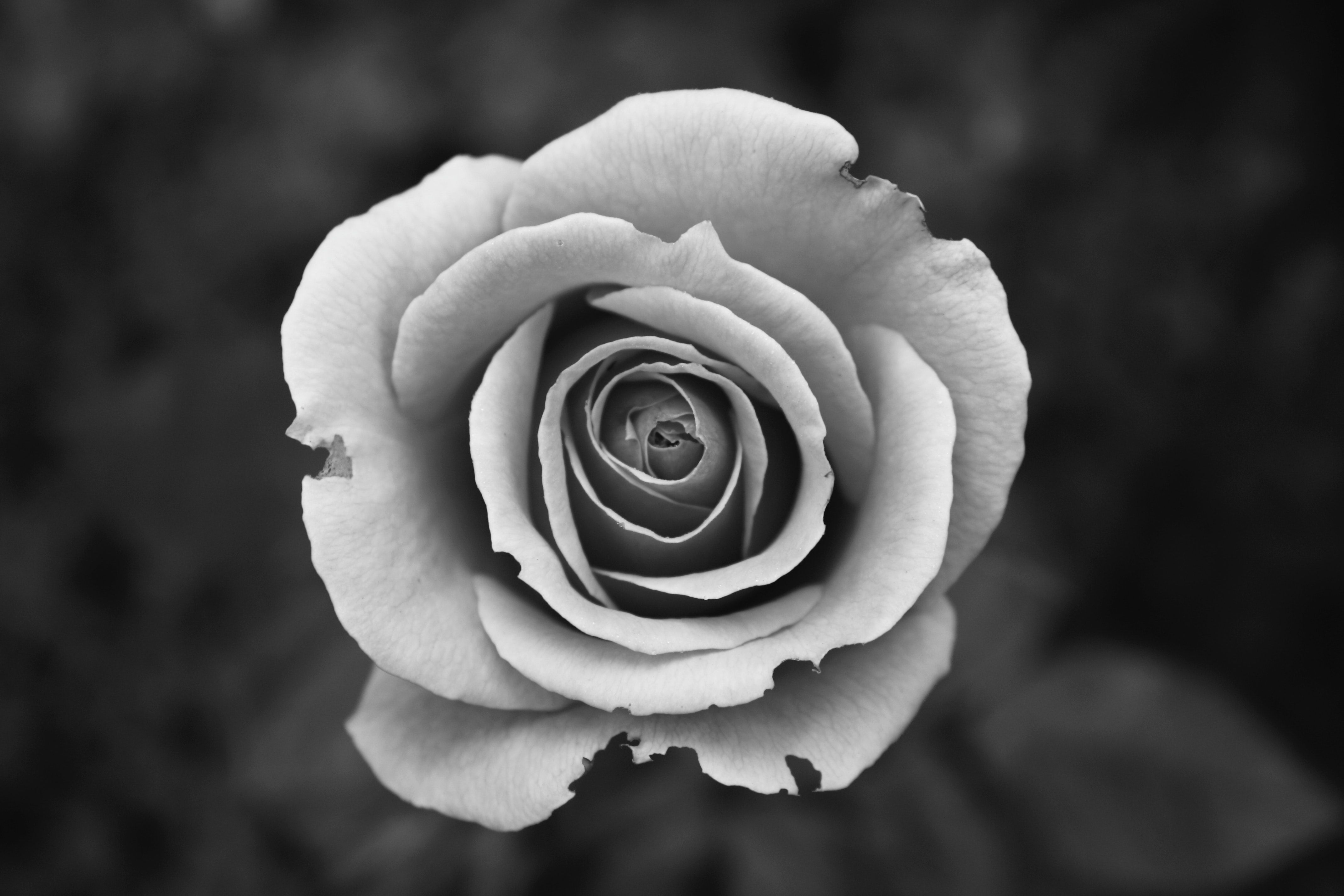 عکس گل با افکت جذاب سیاه و سفید