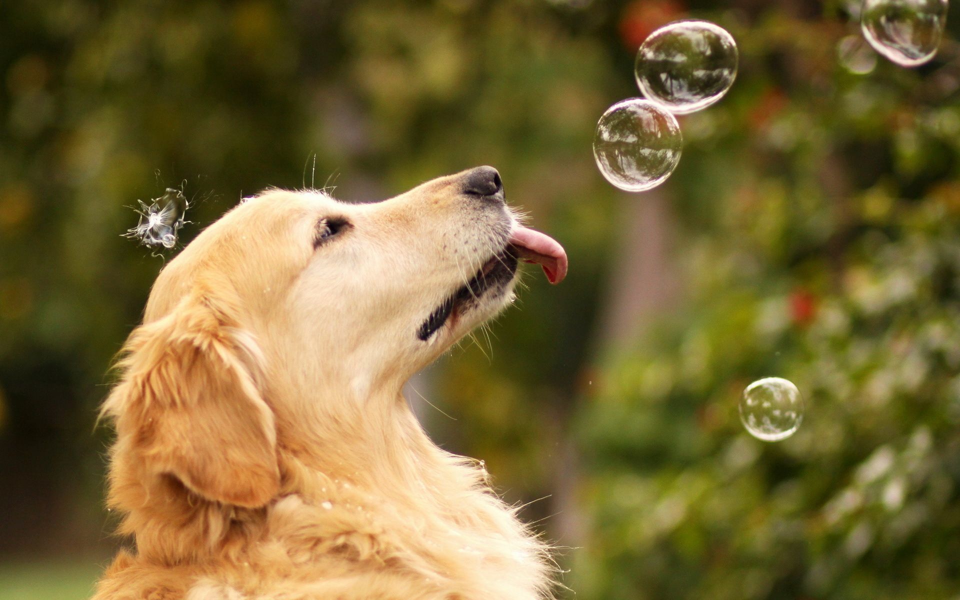 عکس نژاد فوق العاده خوشگل سگ با حباب مناسب پروفایل