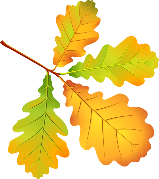 برگ پاییزی زرد و سبز درخت بلوط در یک فایل PNG