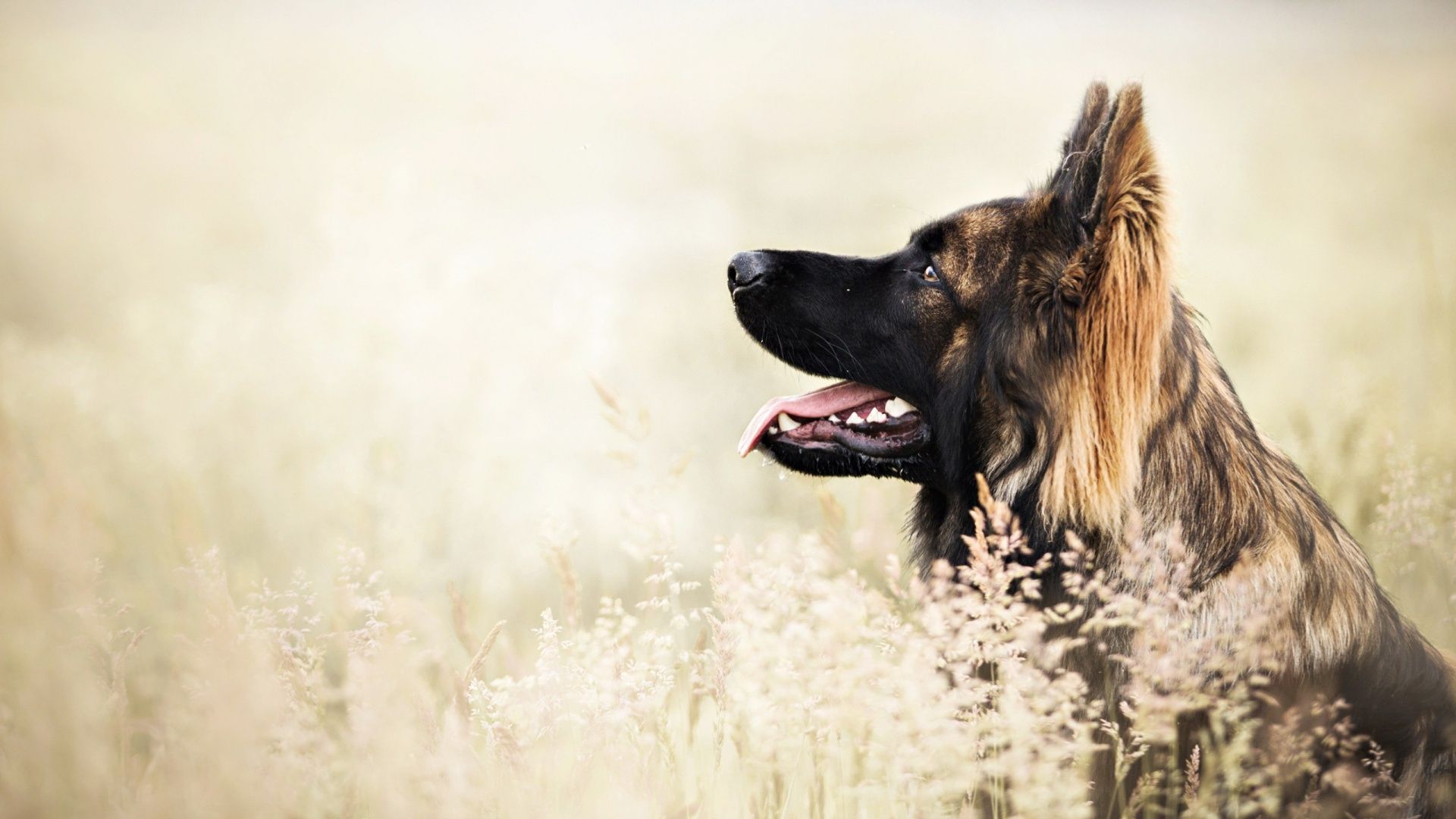 تصویر زمینه نژاد زیبا و خوشگل سگ ژرمن برای Instagram 