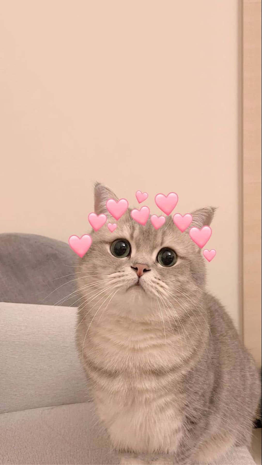 رویایی ترین عکس پروفایل گربه کیوت با قلب های صورتی