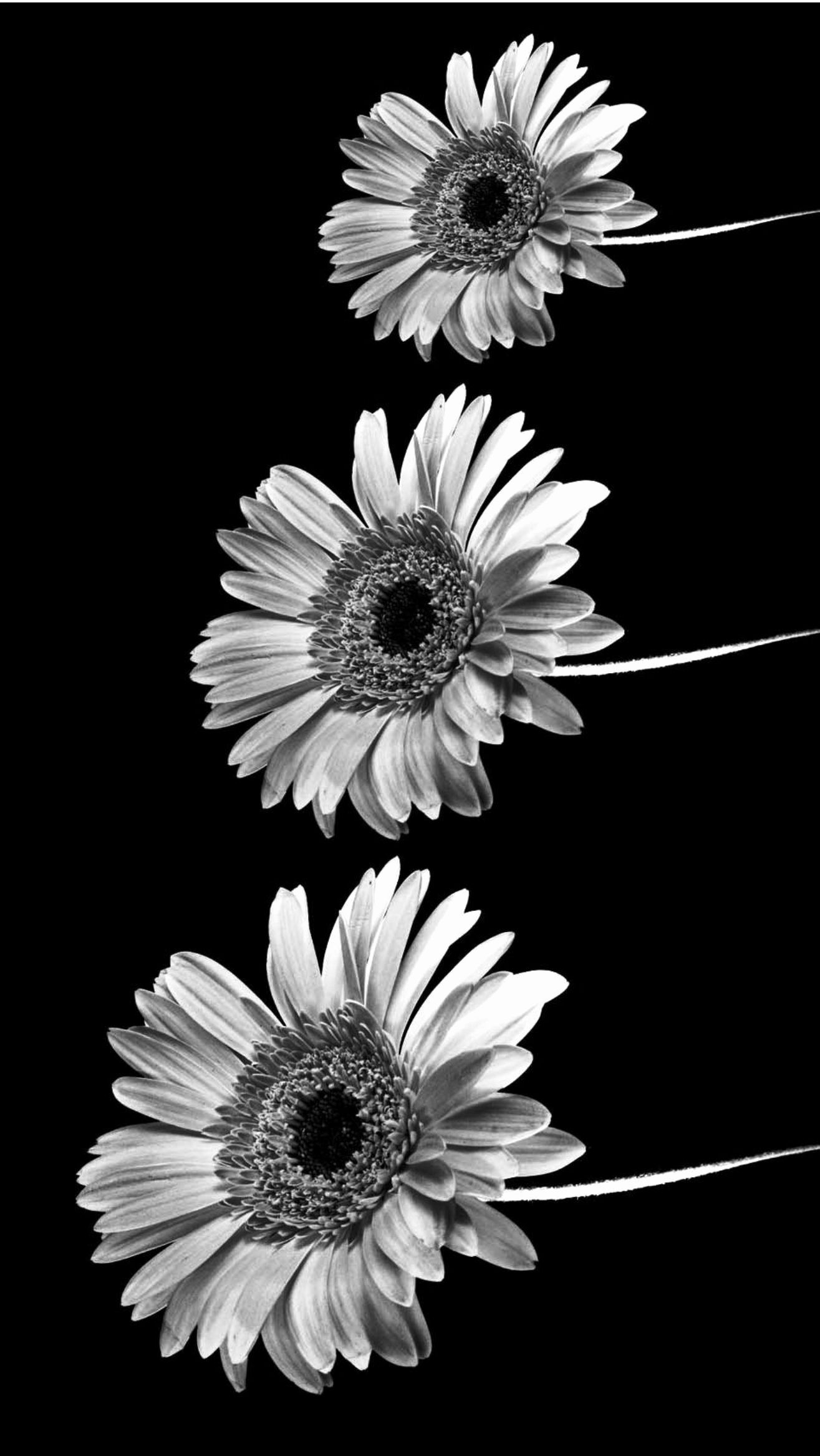 نمای سیاه و سفید دلنشین از سه شاخه گل استر محبوب 