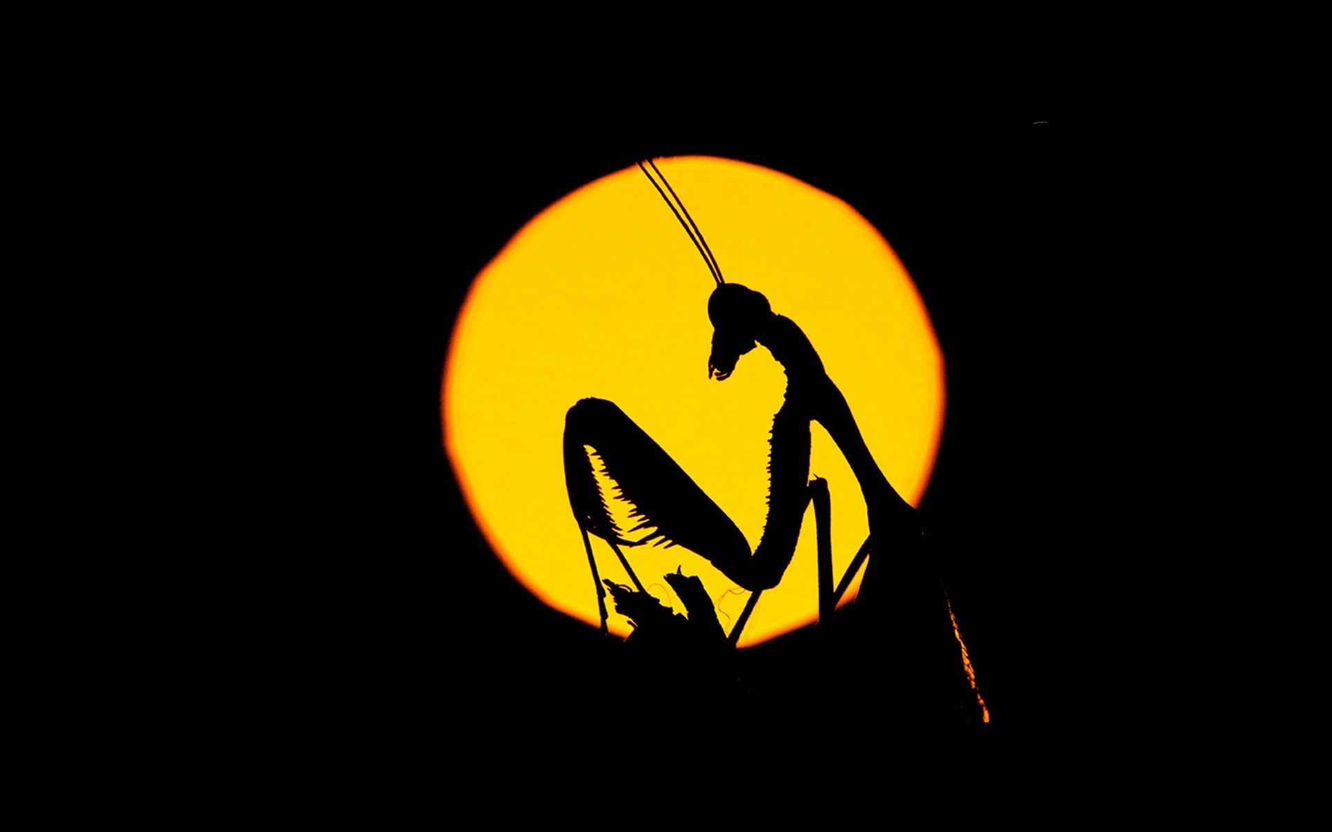 عکس هنری از حشره Mantis با تم زرد مشکی جالب توجه 