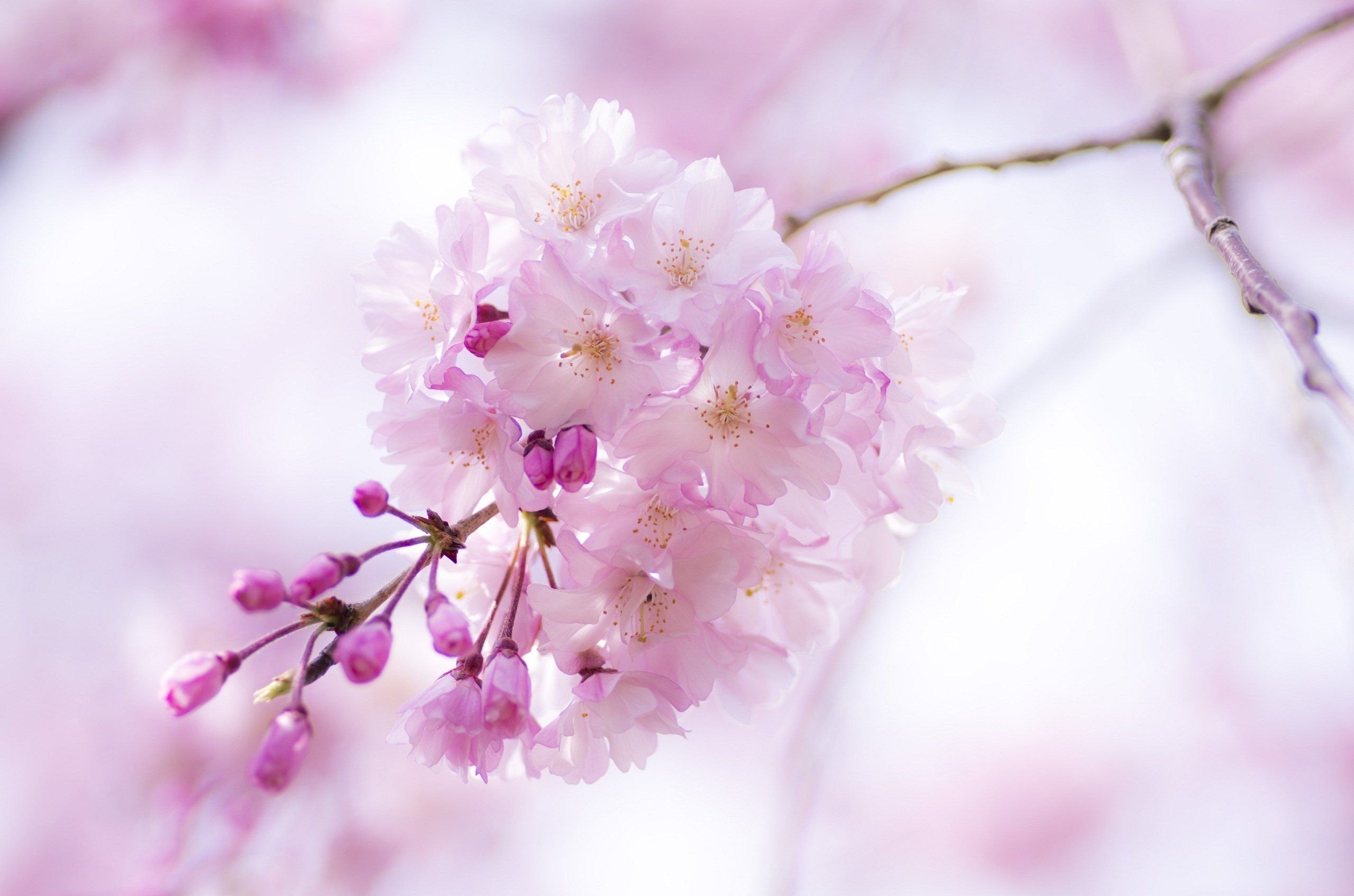 عکس فوق العاده شکوفه بهاری قشنگ 