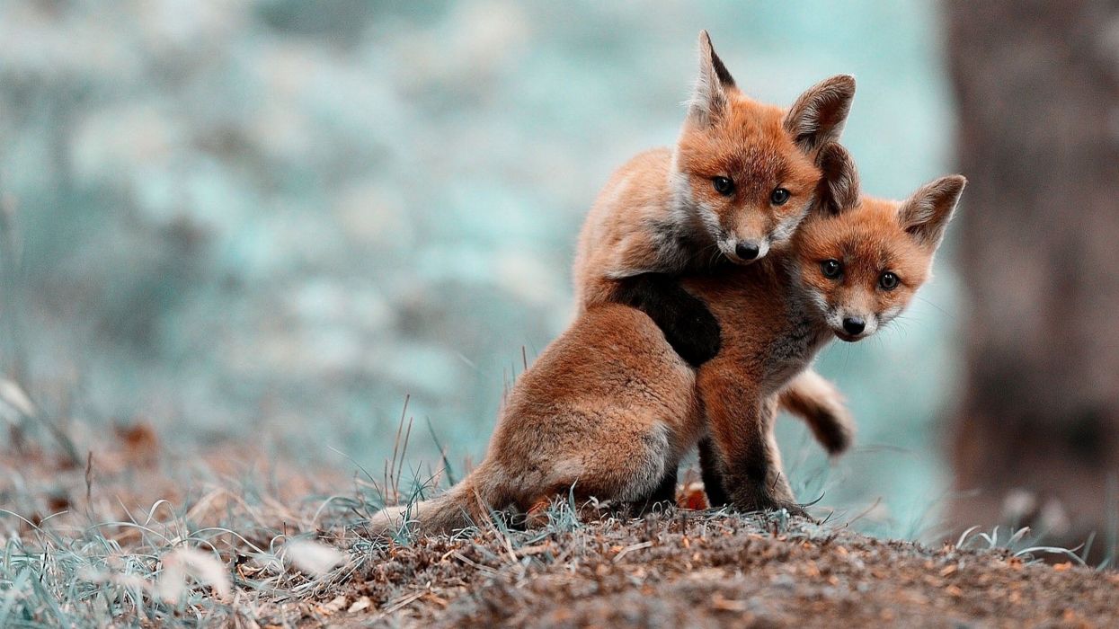 عکس دو بچه روباه کوچک نارنجی رنگ با کیفیت HD 