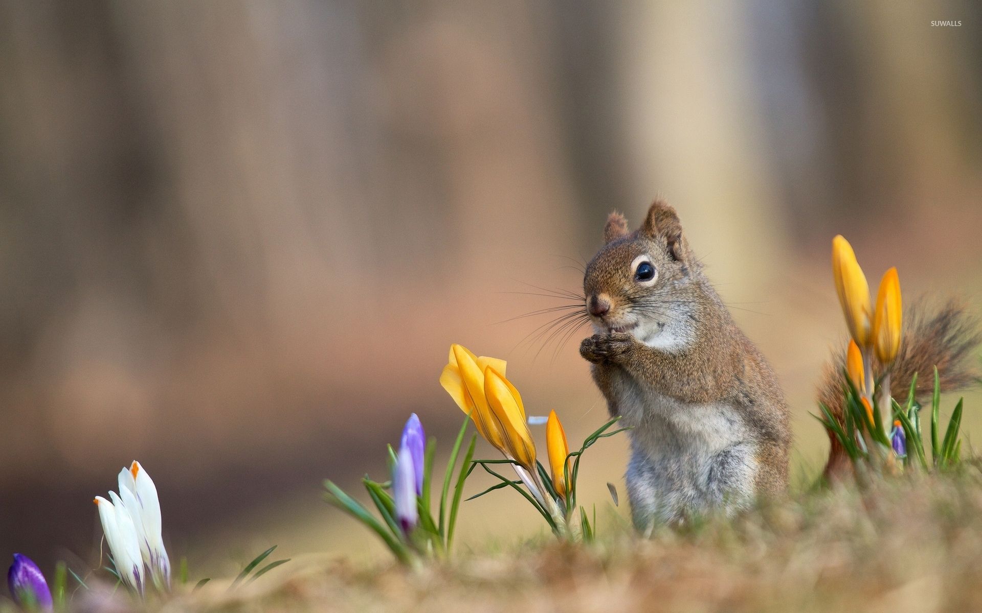 سنجاب کوچولوی خوشگل بامزه در طبیعت دل‌انگیز بهار