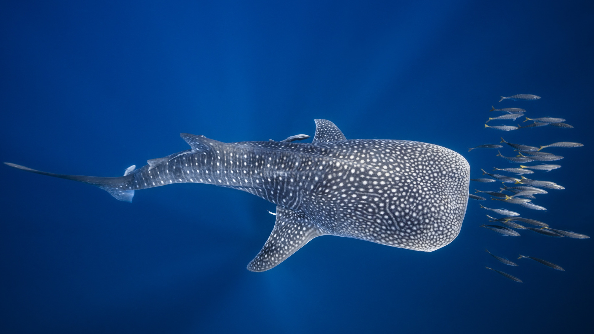 تصویر زمینه Full HD کوسه نهنگ بزرگ ترین ماهی جهان