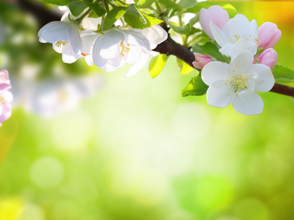 عکس فوق العاده زیبا از شکوفه بهاری سفید 