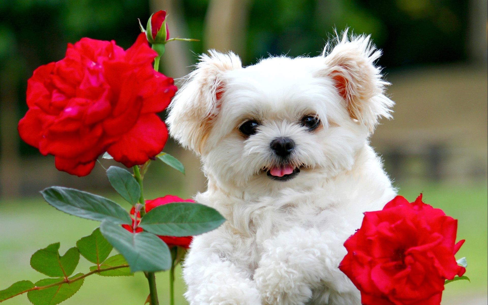 عکس پروفایل محبوب سگ سفید کنار بوته گل قرمز زیبا