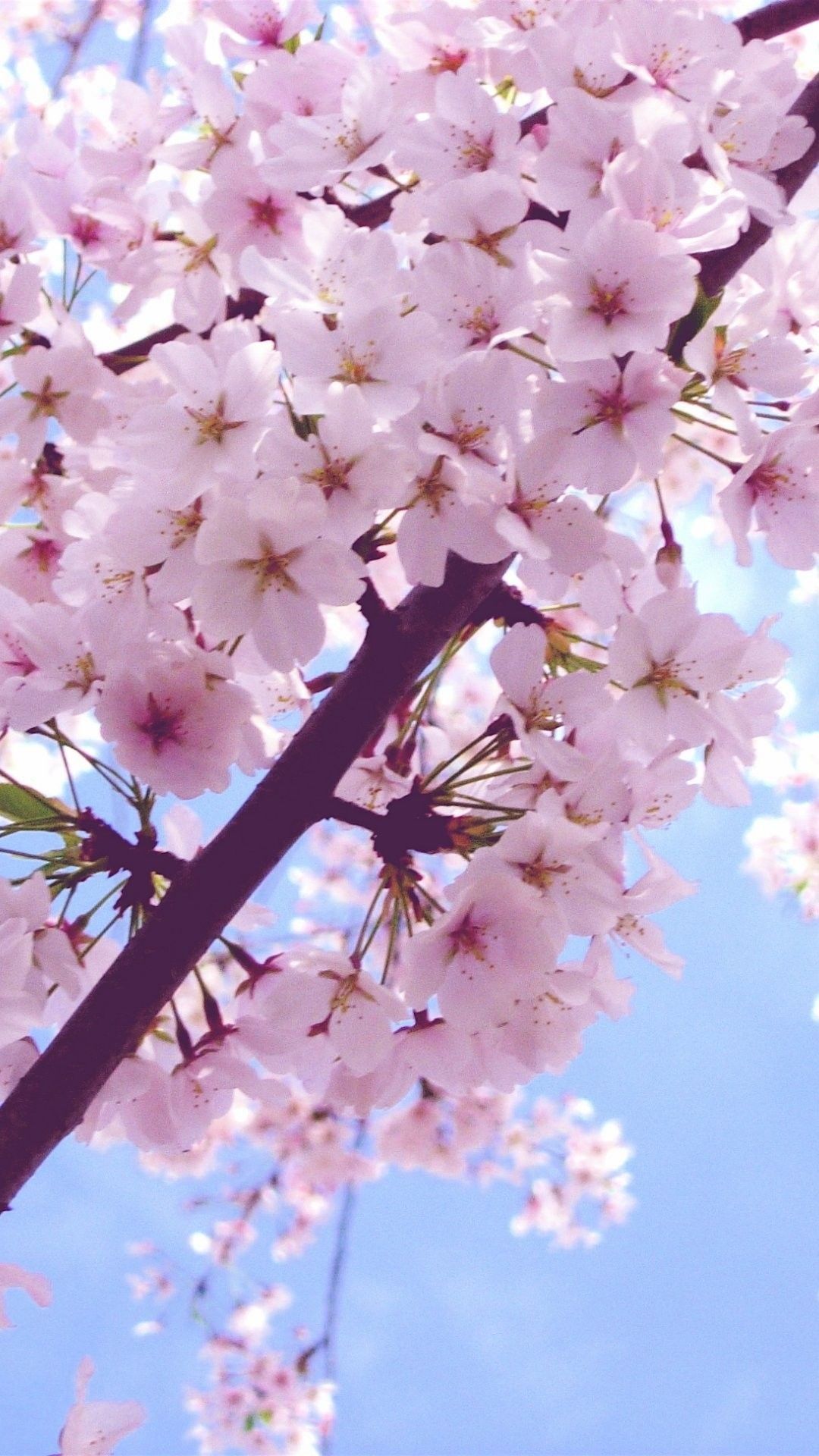 معروف ترین پرتره شکوفه های بهار با کیفیت Full HD 