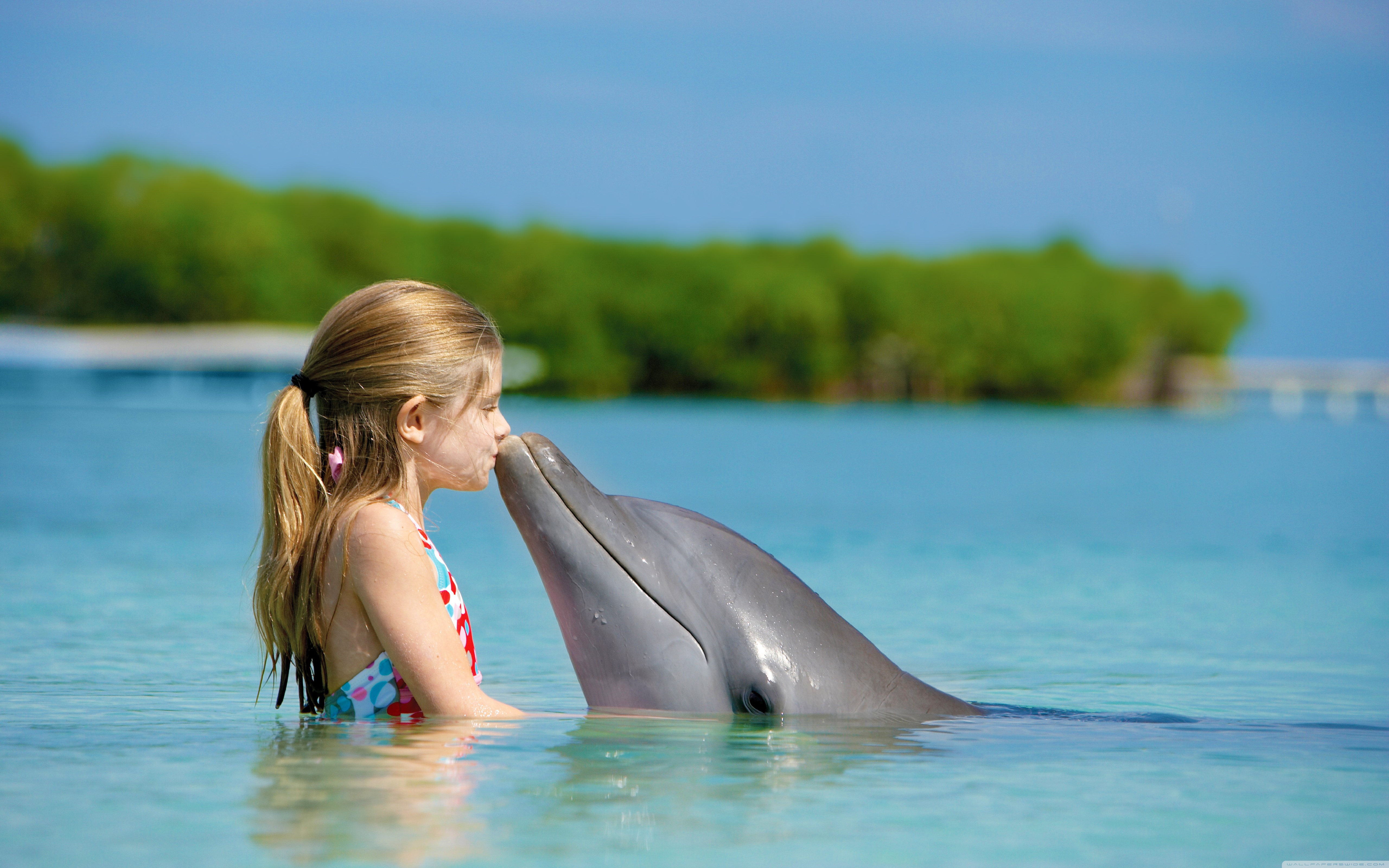 عکس دلفین بامزه رایگان مناسب برای چاپ و طراحی