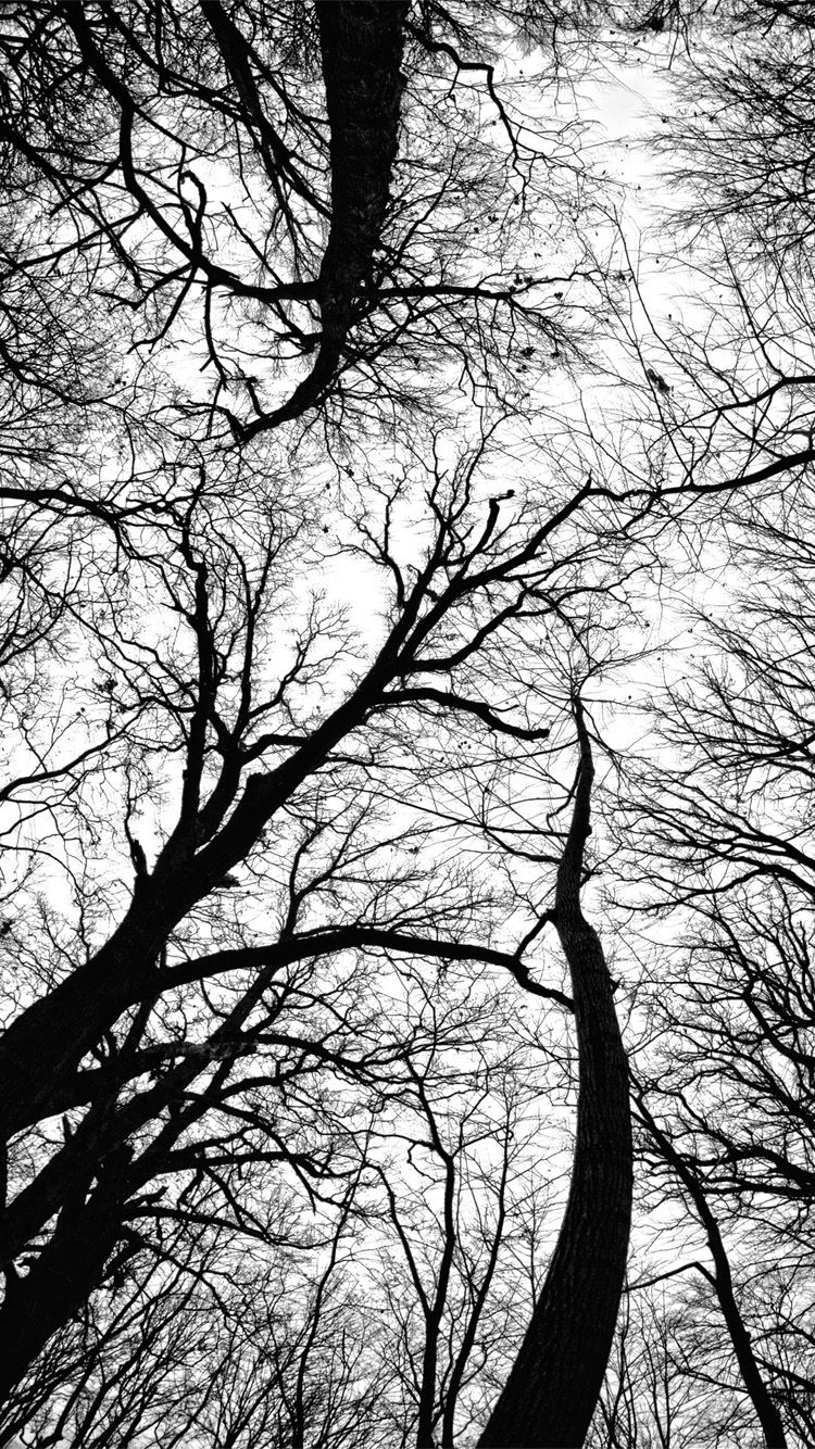 جدید ترین عکس سیاه و سفید درختان برای زمینه گوشی