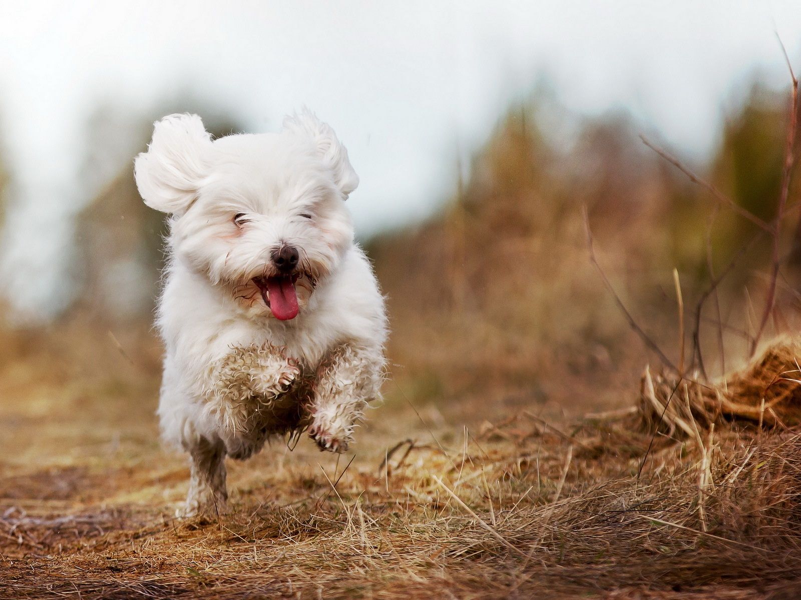 بچه سگ پشمالوی سفید در طبیعت در حال بازی و پرش