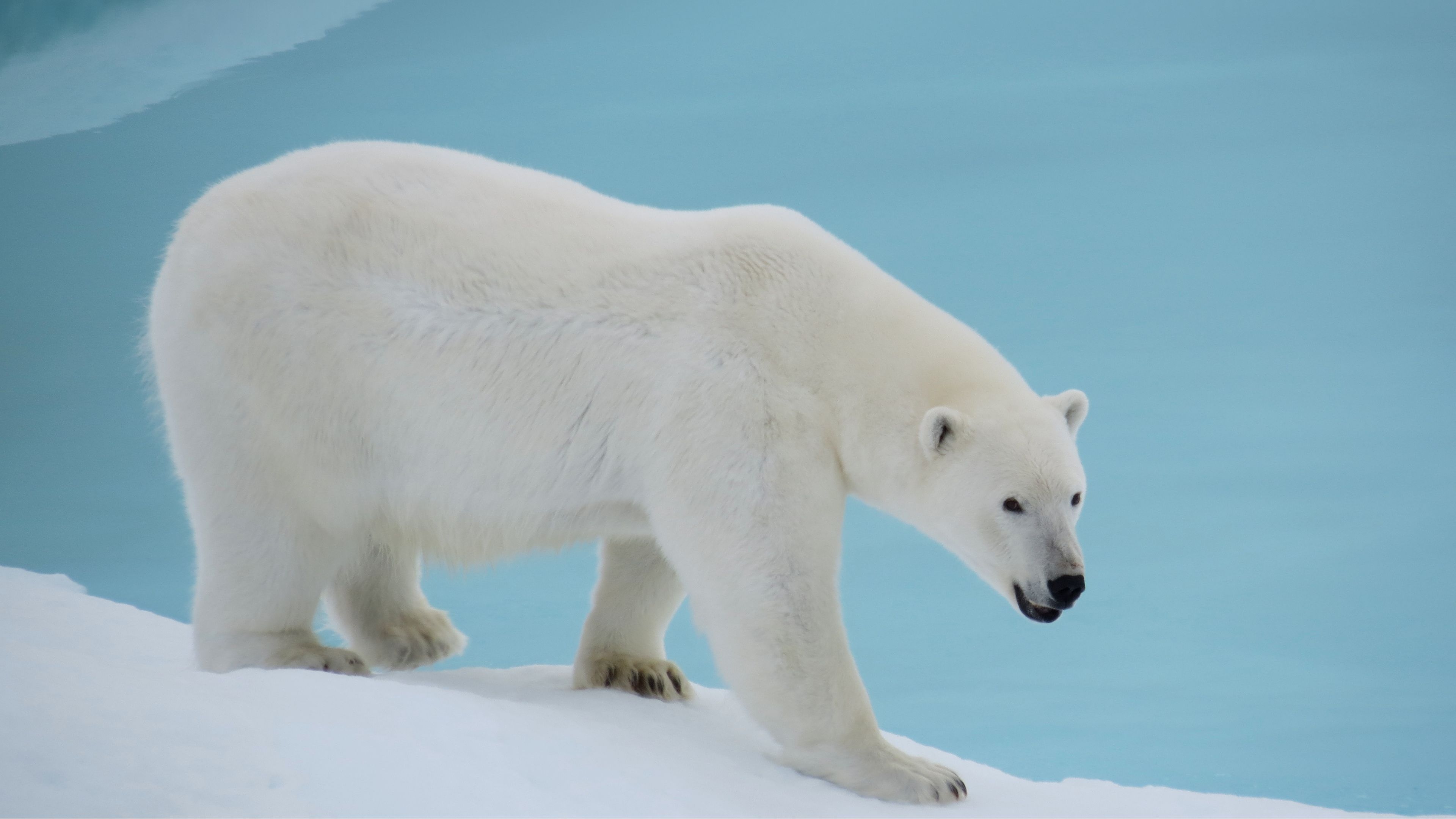 باکیفیت ترین عکس خرس قطبی واقعی با تم رنگی آبی و سفید