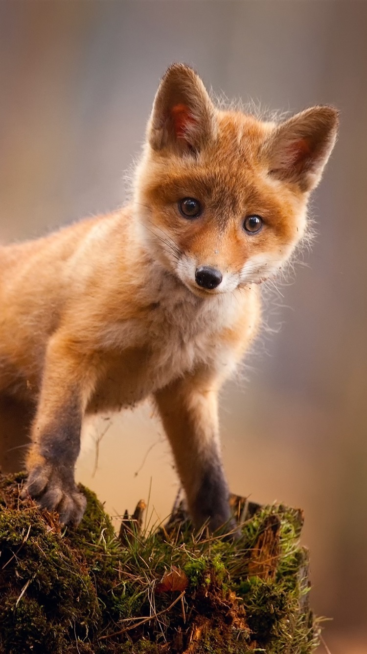 عکس بچه روباه کیوت برای تصویر زمینه گوشی