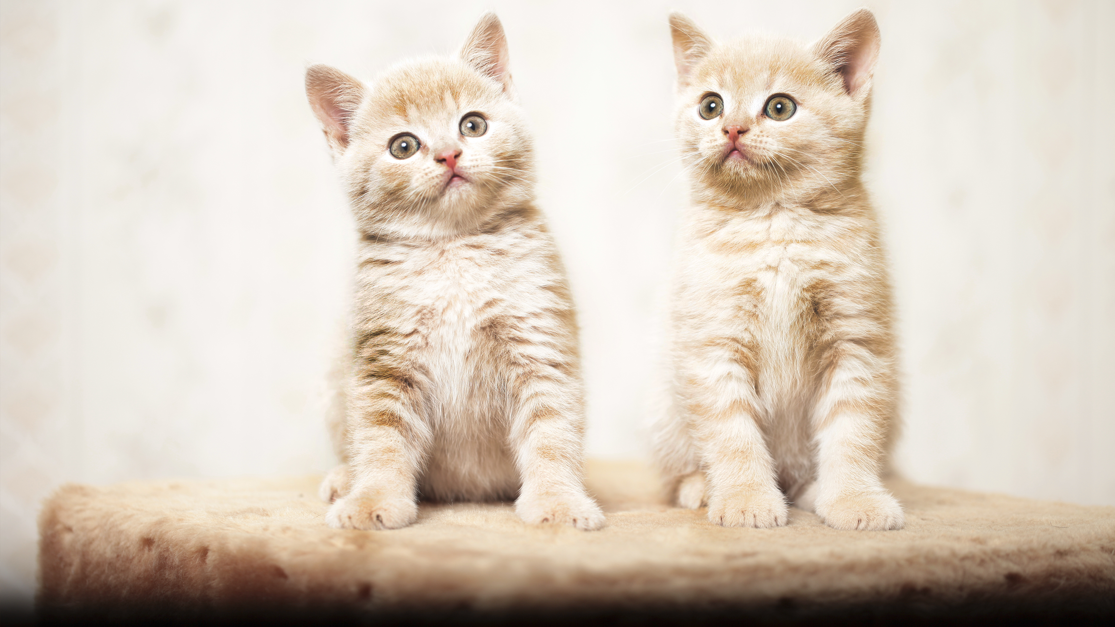 تصویر گربه‌های دوقلو کیوت و دوست داشتنی مخصوص تصویر زمینه لپتاپ 