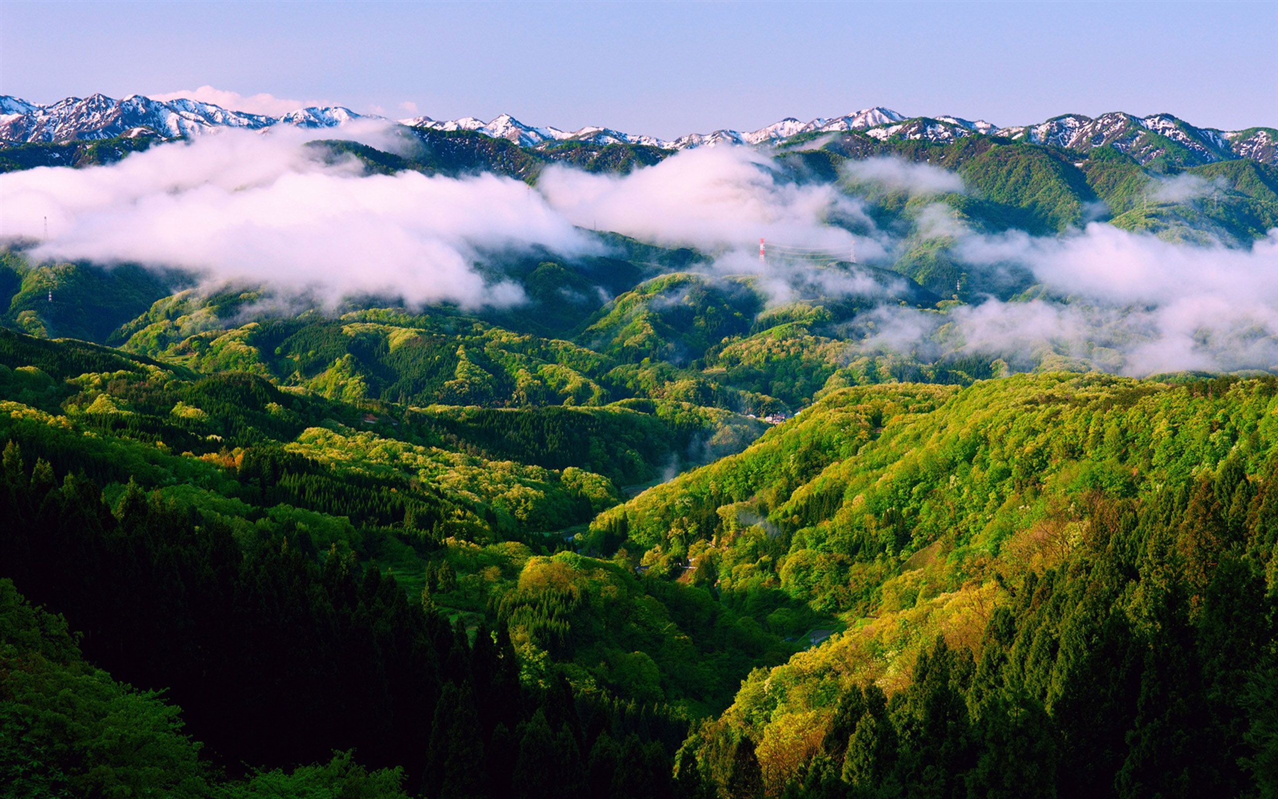 رویایی ترین عکس جنگل واقعی در فصل بهار سر سبز و زیبا