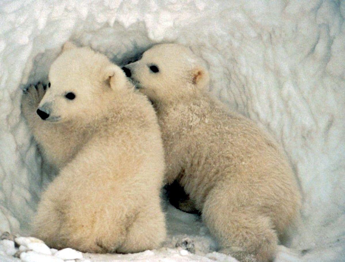 فایل Full HD دیدنی از خرس های قطبی سفید در برف