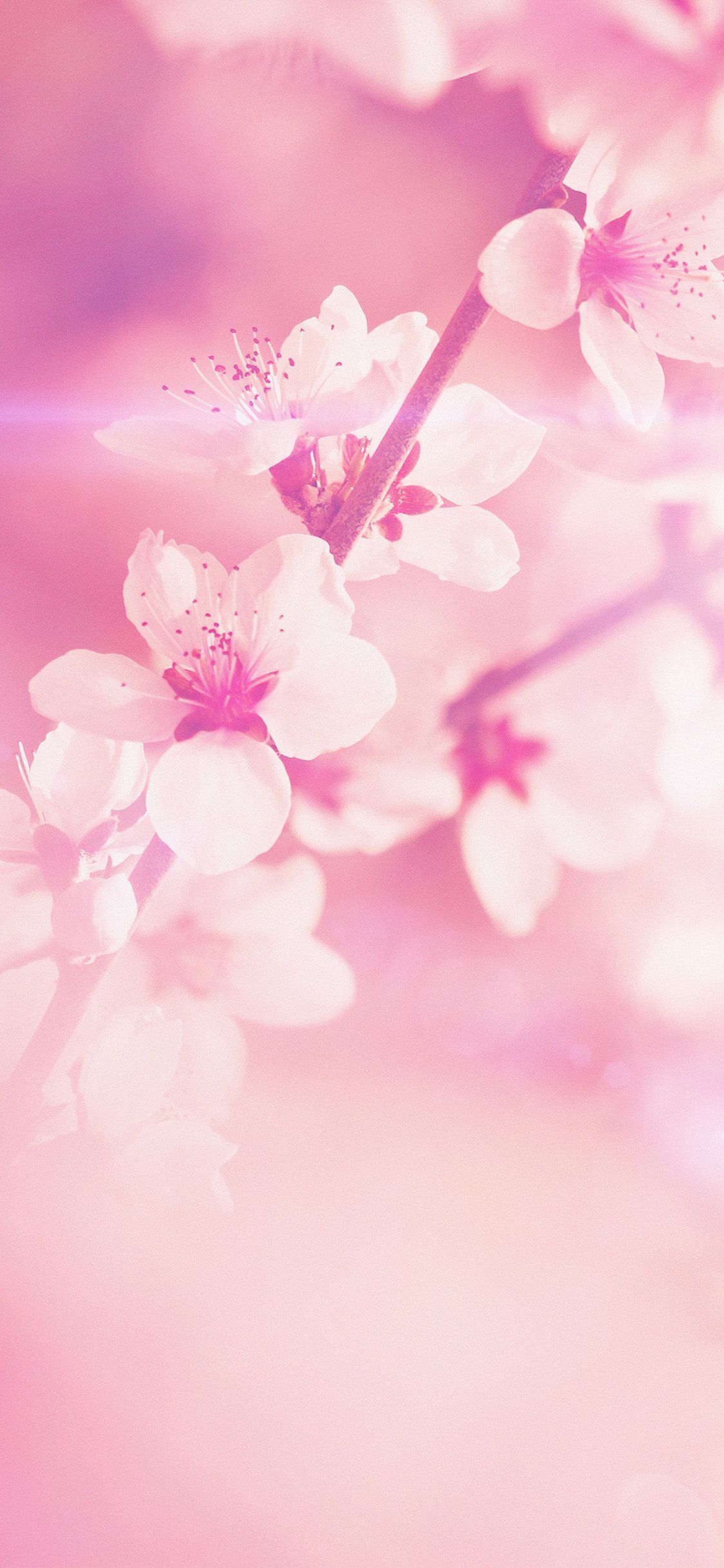 تصویر HD شکوفه های صورتی بهار برای نوشتن متن