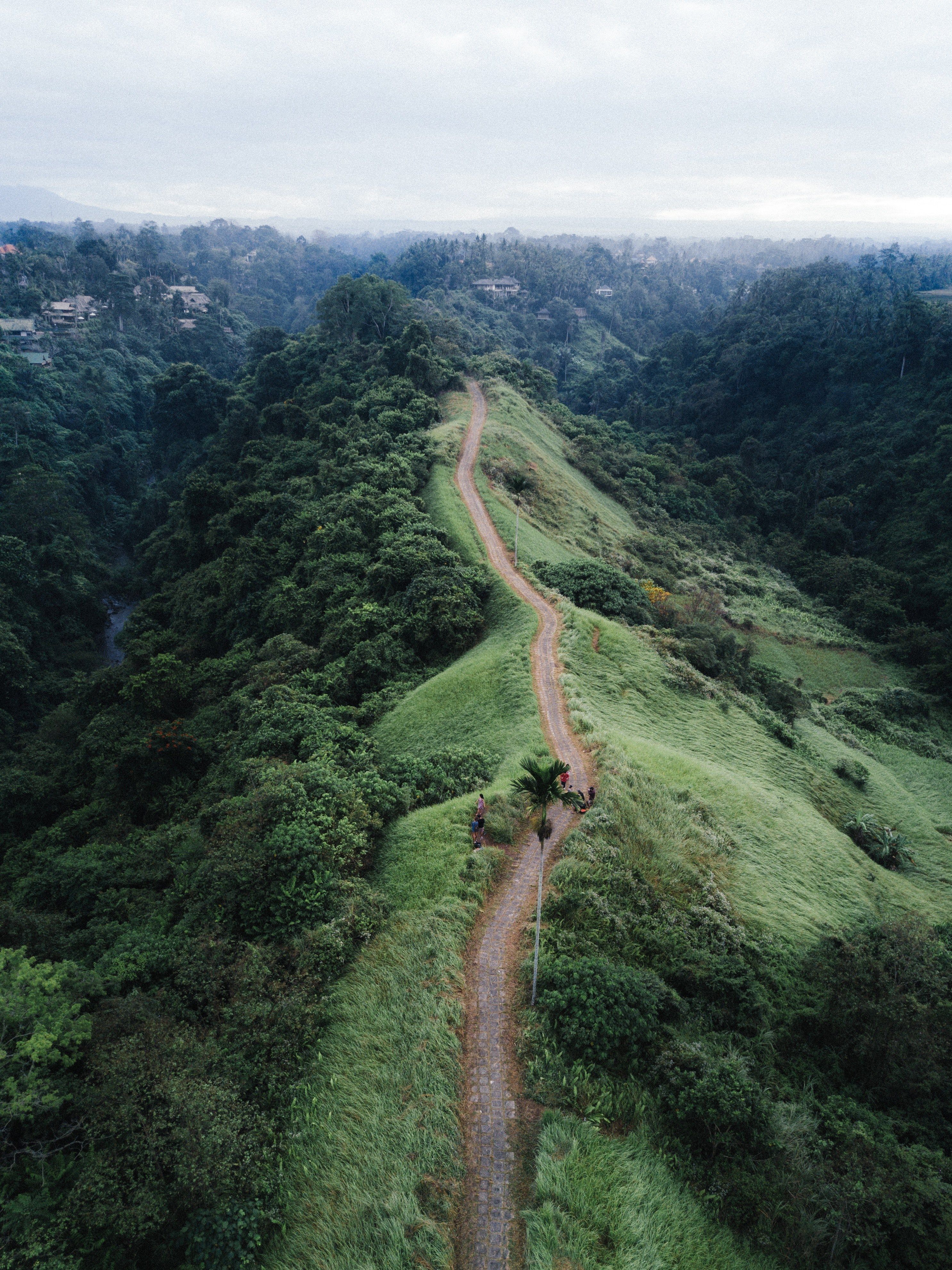 تصویر جاده جنگلی دیدنی سرسبز در بالی در کیفیت 4k